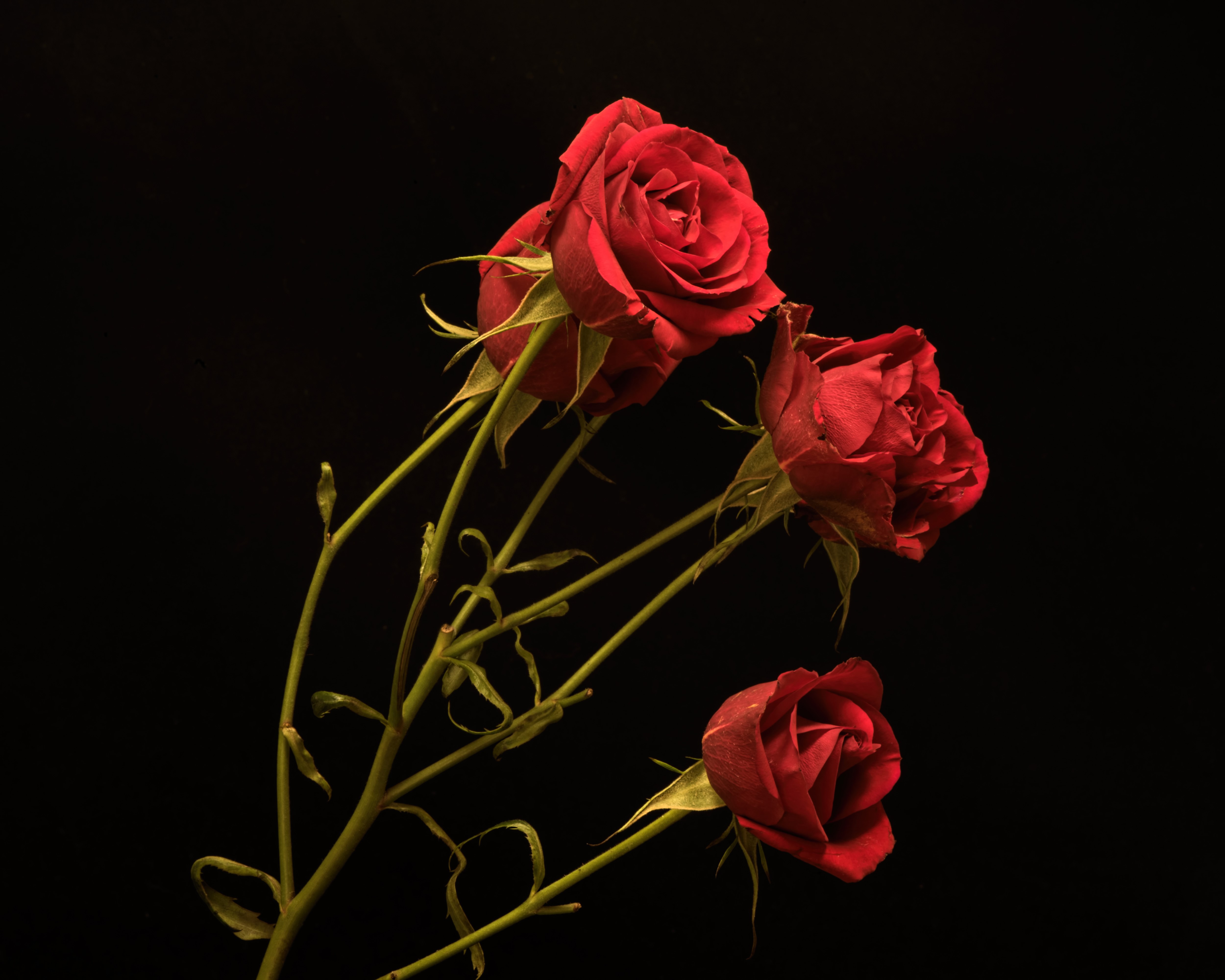 Three red roses on a black background HD Wallpaper