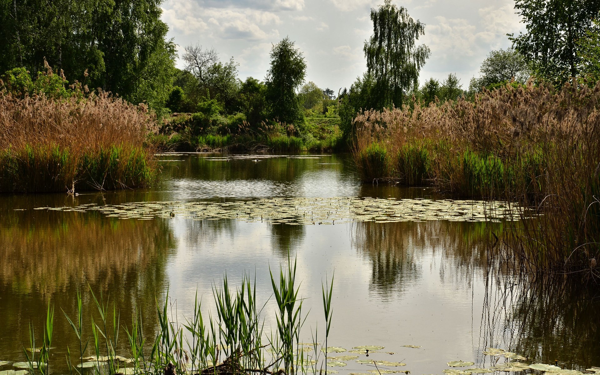 A tranquil pond with reeds and lily pads HD Wallpaper