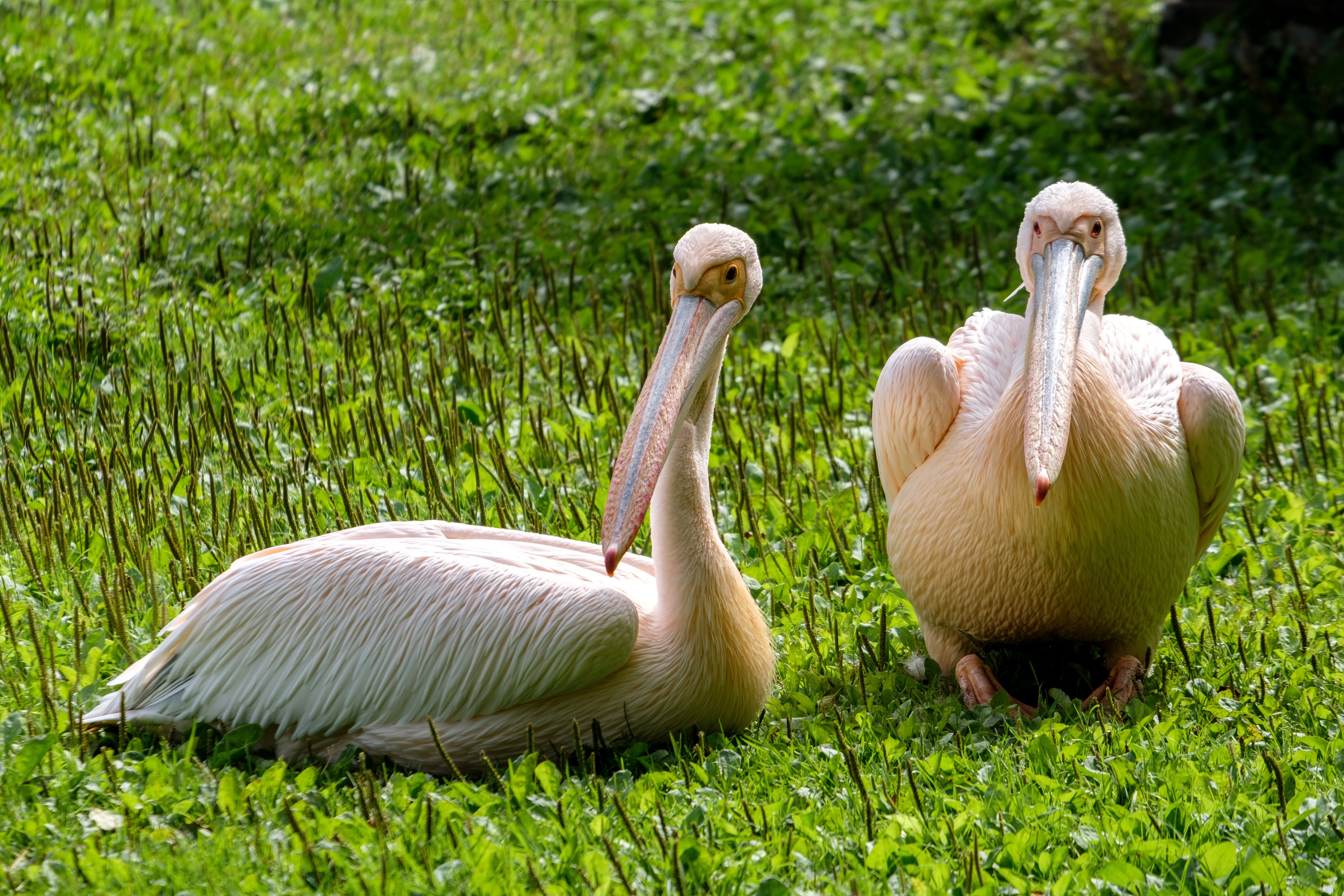 Two Pelicans on Green Grass HD Wallpaper