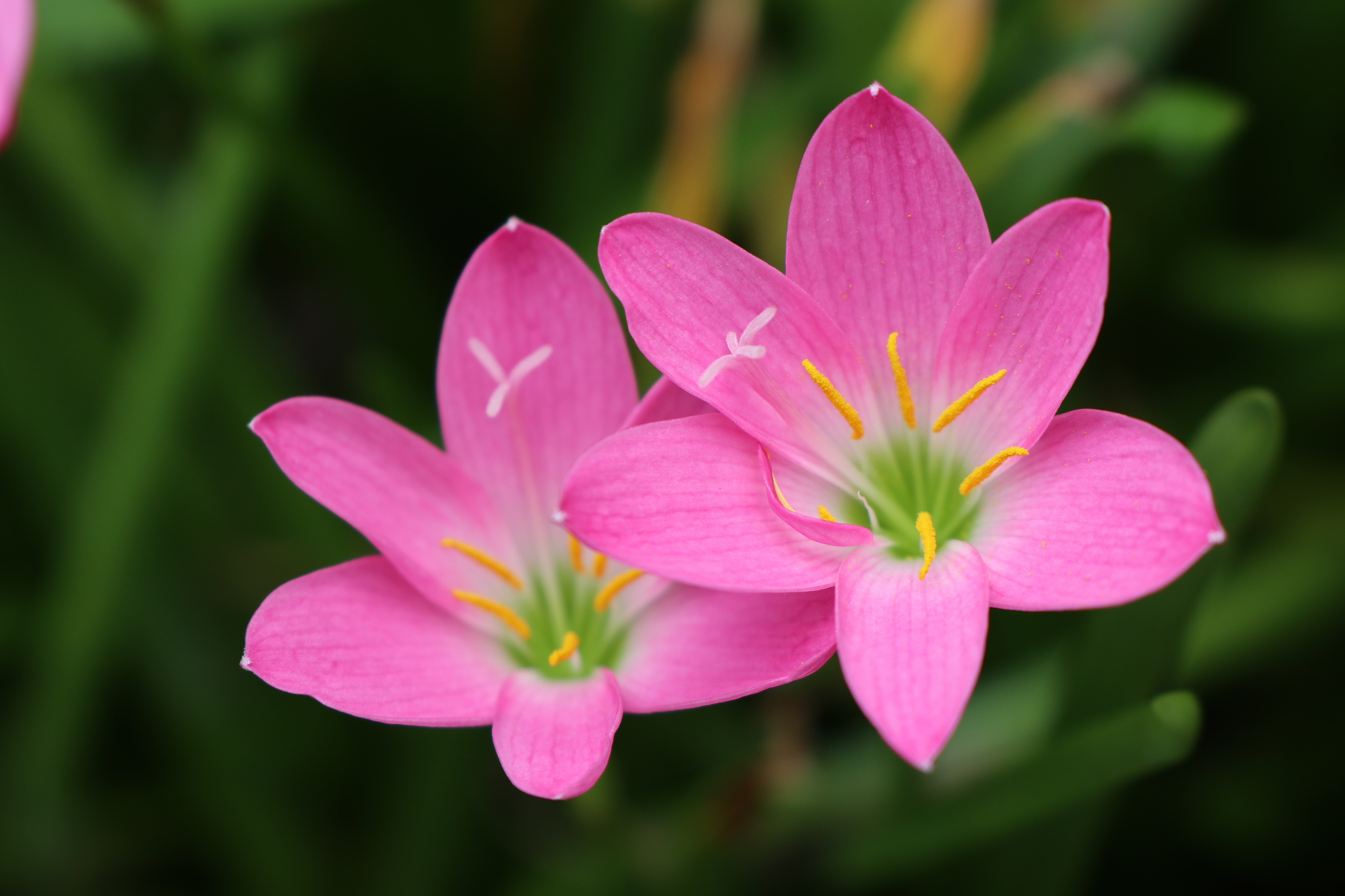 Pink Zephyranthes flowers closeup HD Wallpaper