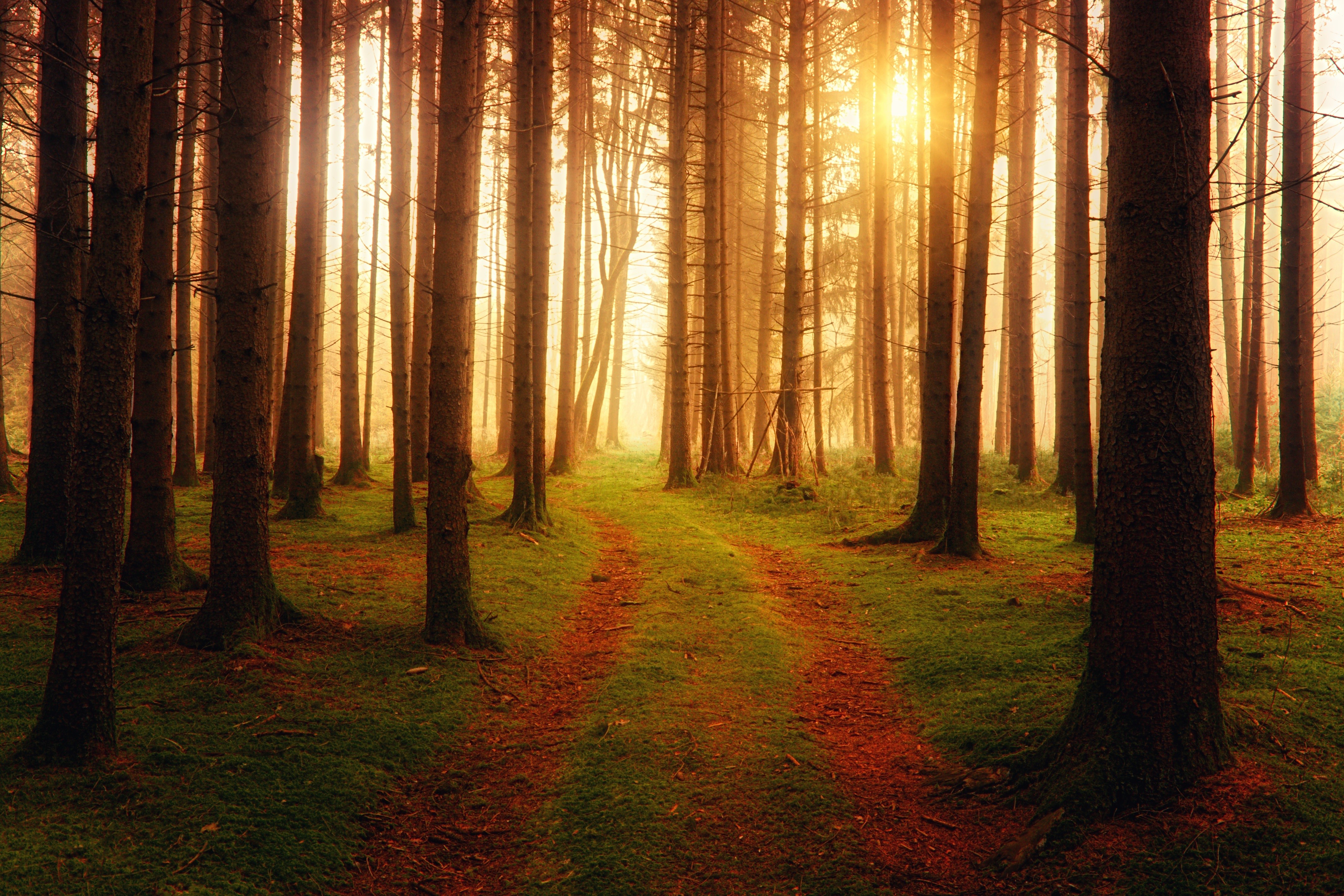 Forest road with sunbeams and fog HD Wallpaper