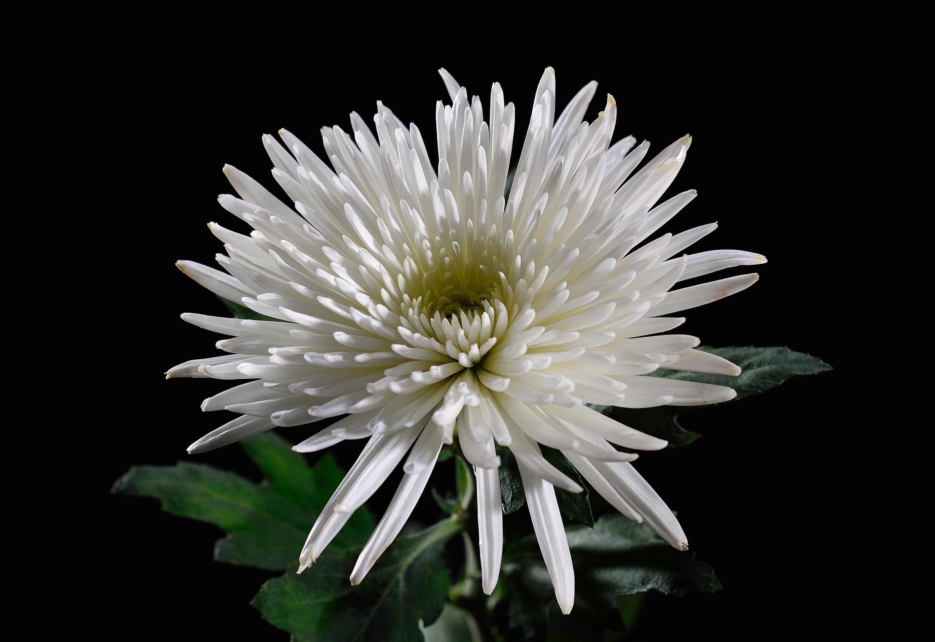 White spider chrysanthemum on black background HD Wallpaper