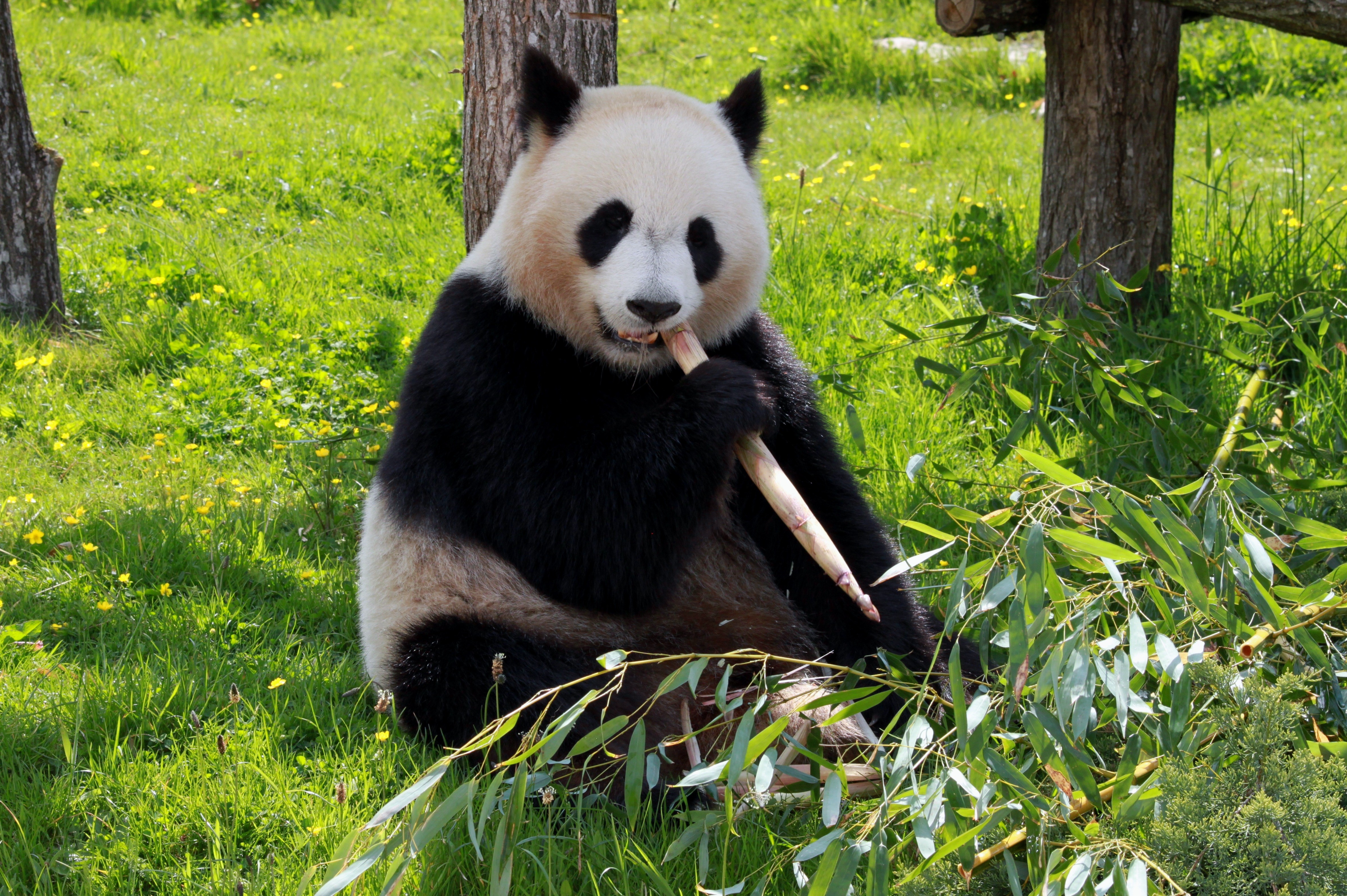 Panda eating bamboo in a grassy field HD Wallpaper