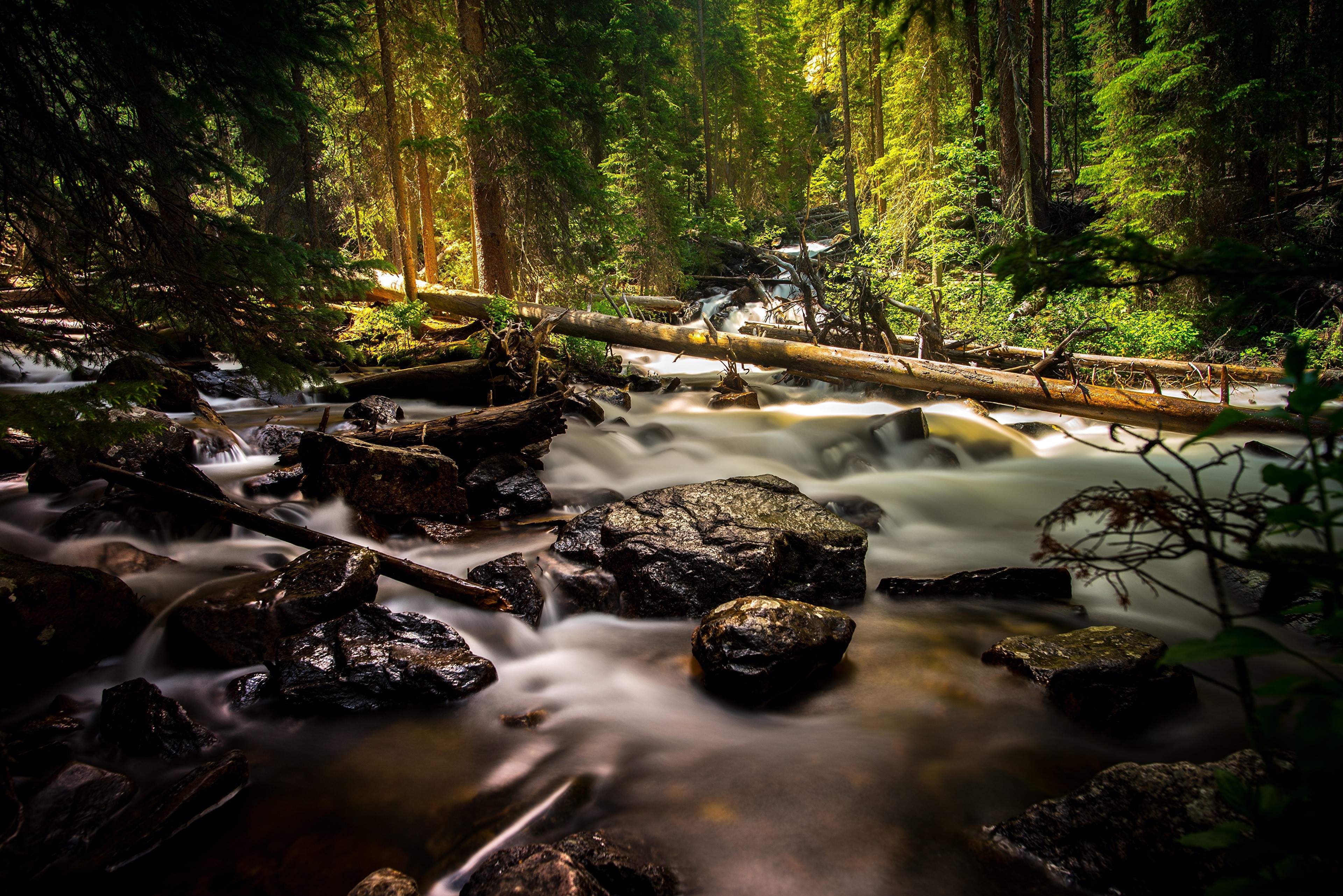 4K Forest Stream with Stones and Fallen Trees HD Wallpaper