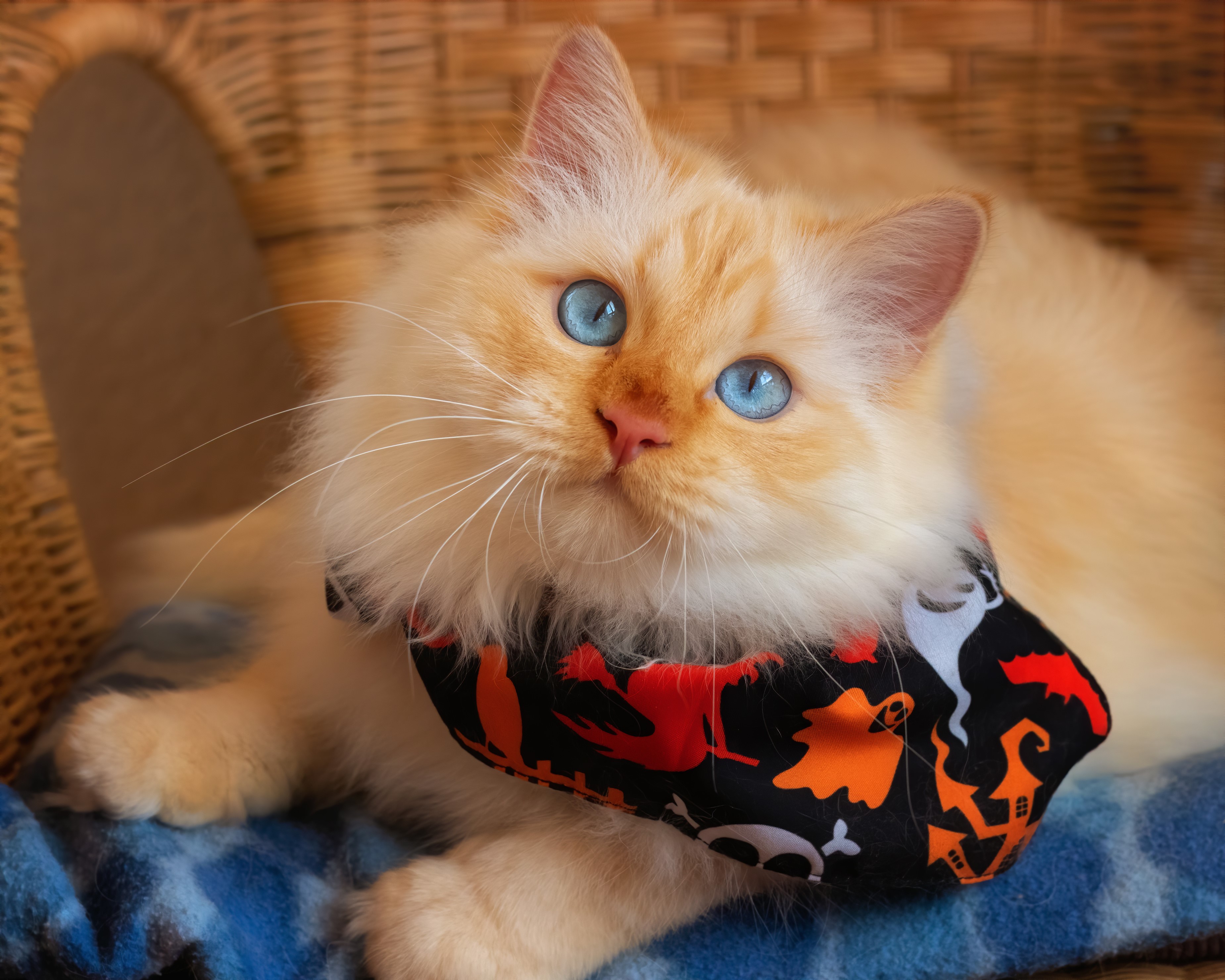 Fluffy cat with blue eyes wearing a Halloween bandana HD Wallpaper