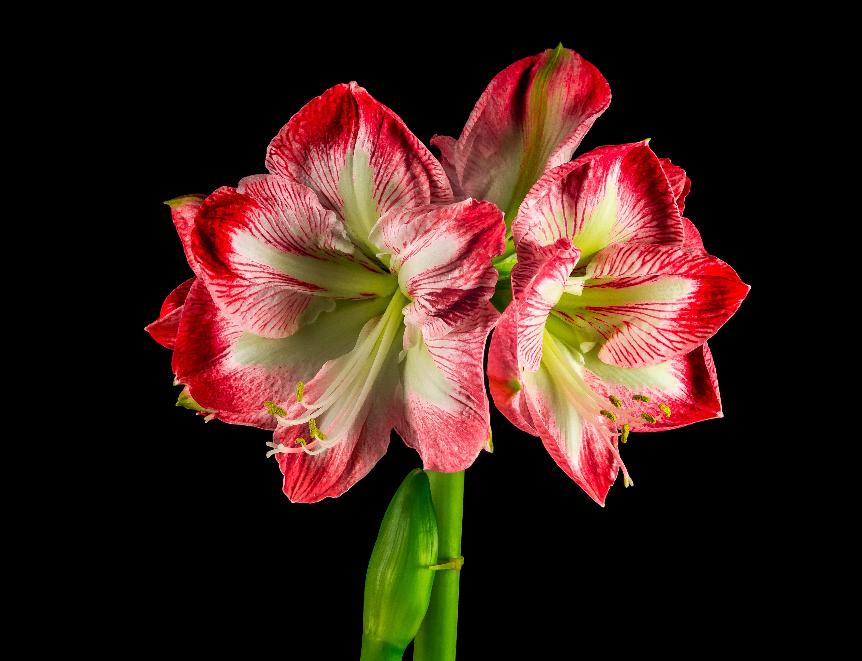 Red and white Amaryllis flowers on black background HD Wallpaper