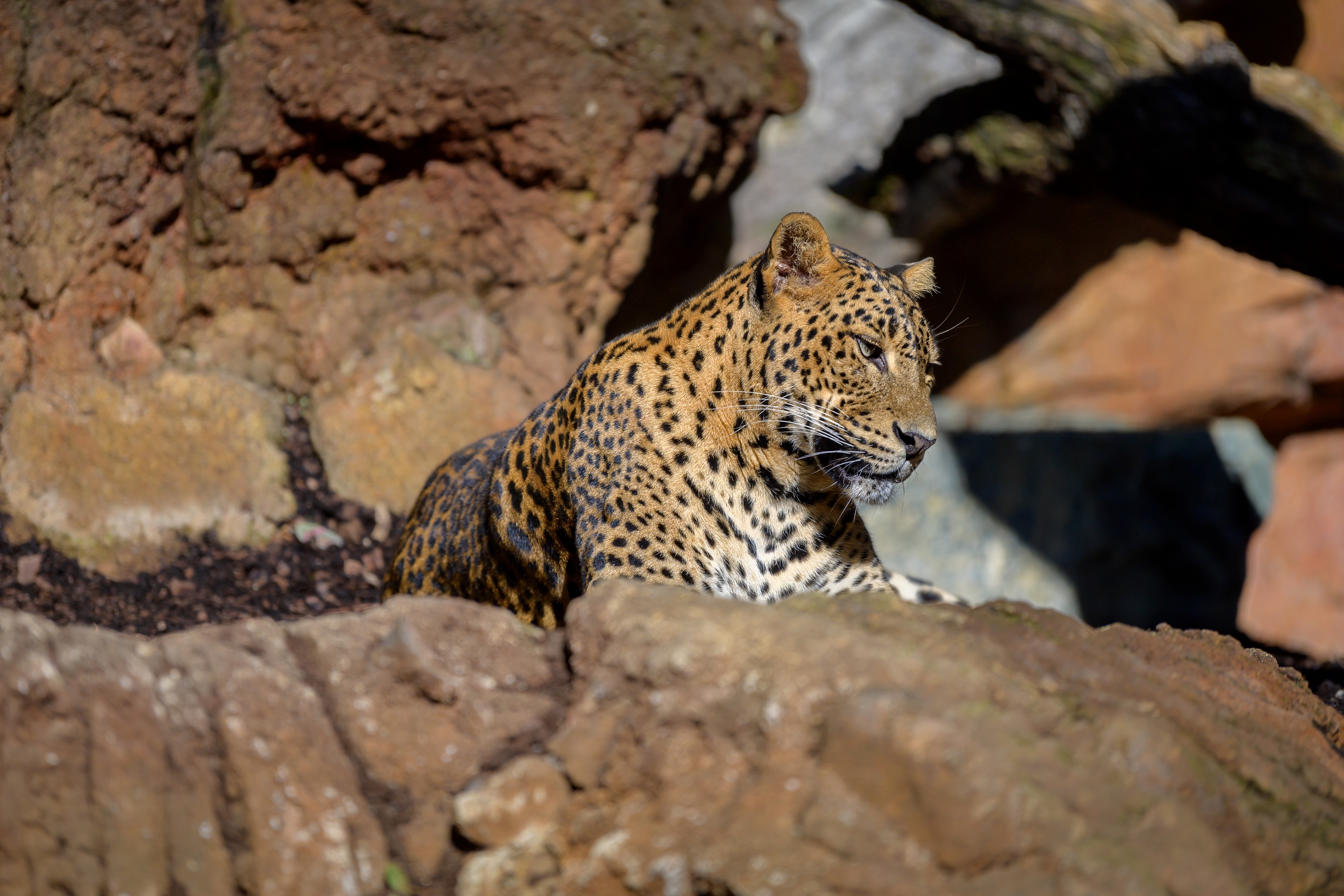 Leopard lying down on rocks HD Wallpaper