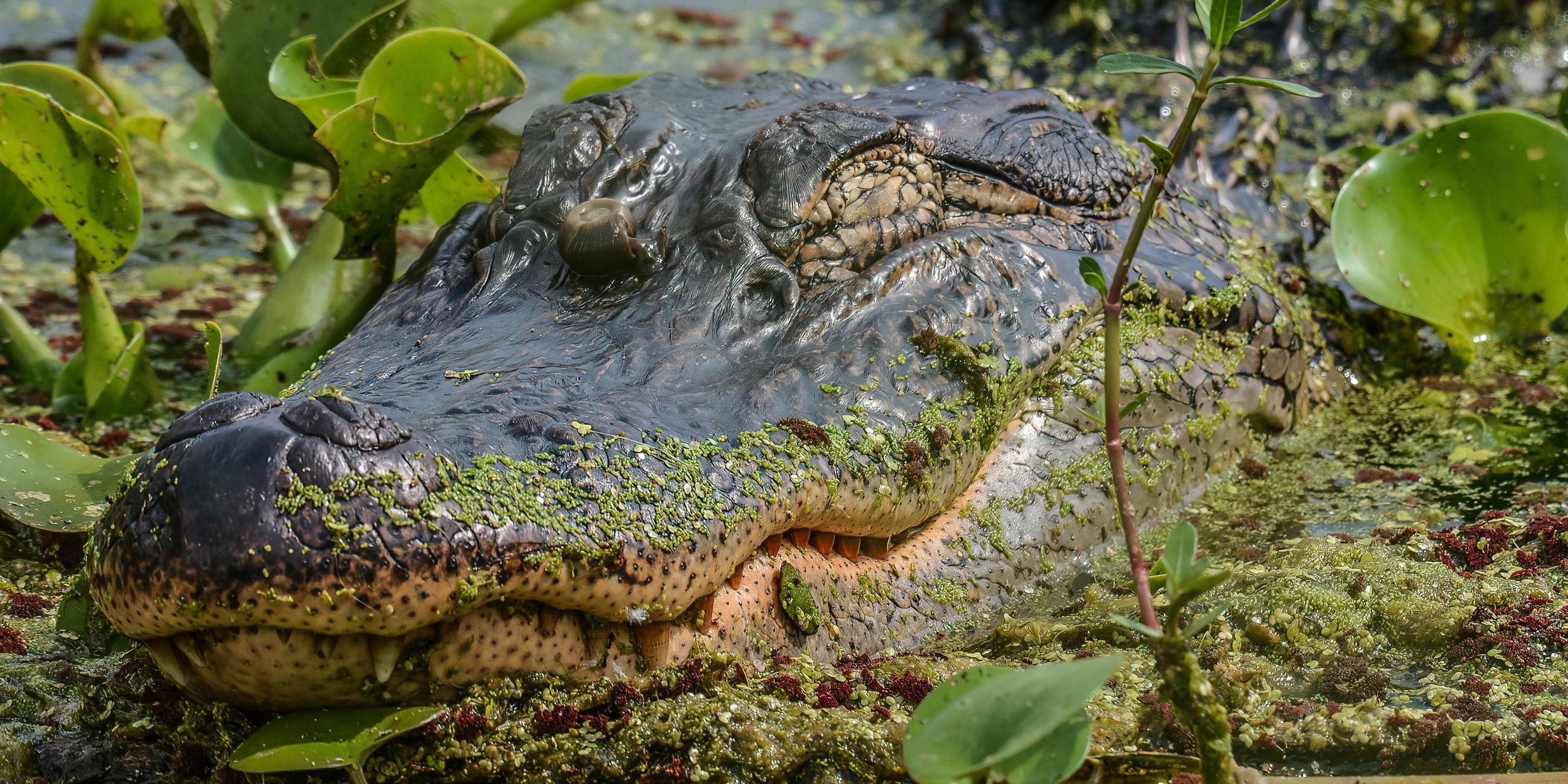 Alligator head in murky water with green plants HD Wallpaper