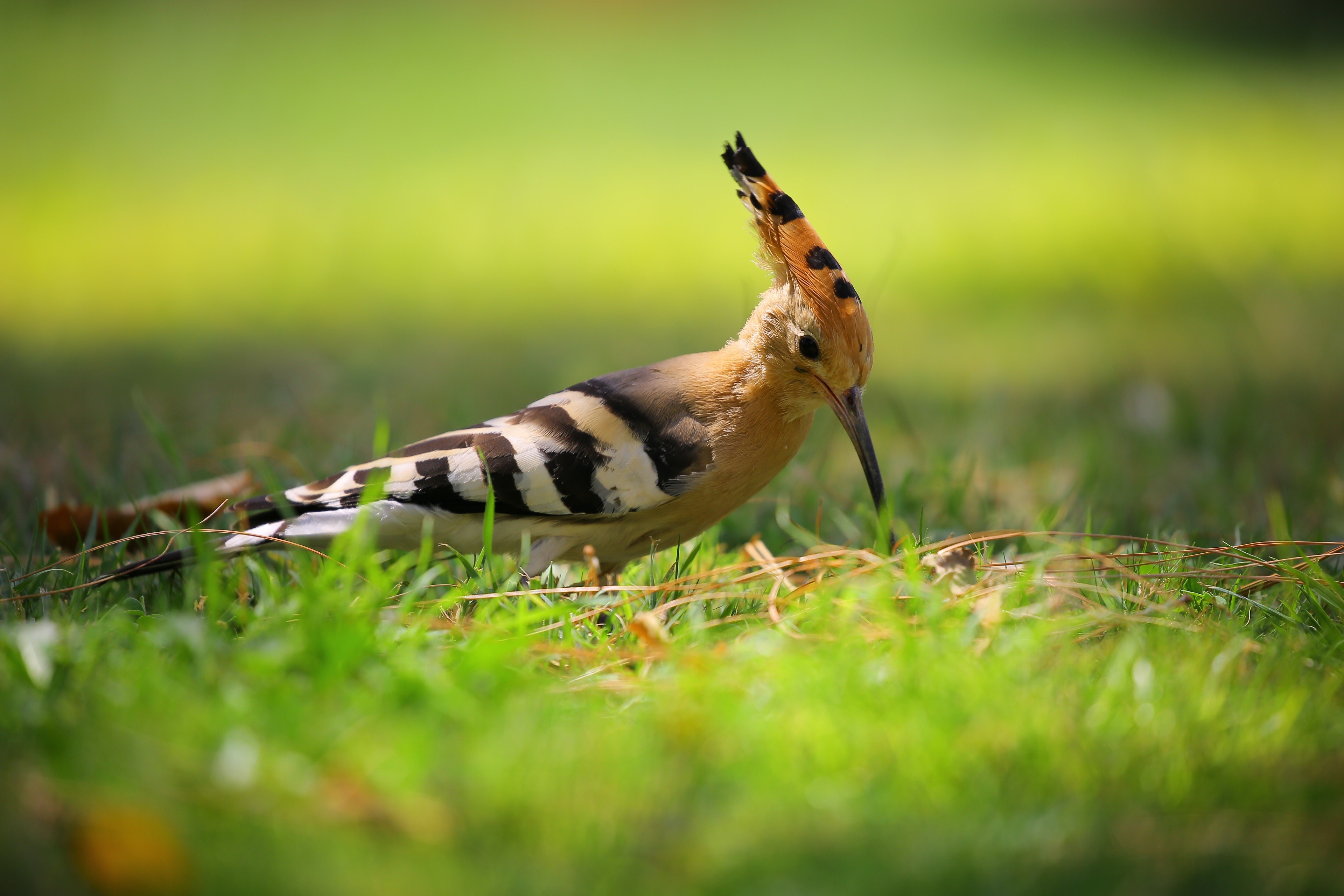 Hoopoe bird on grass with bokeh HD Wallpaper