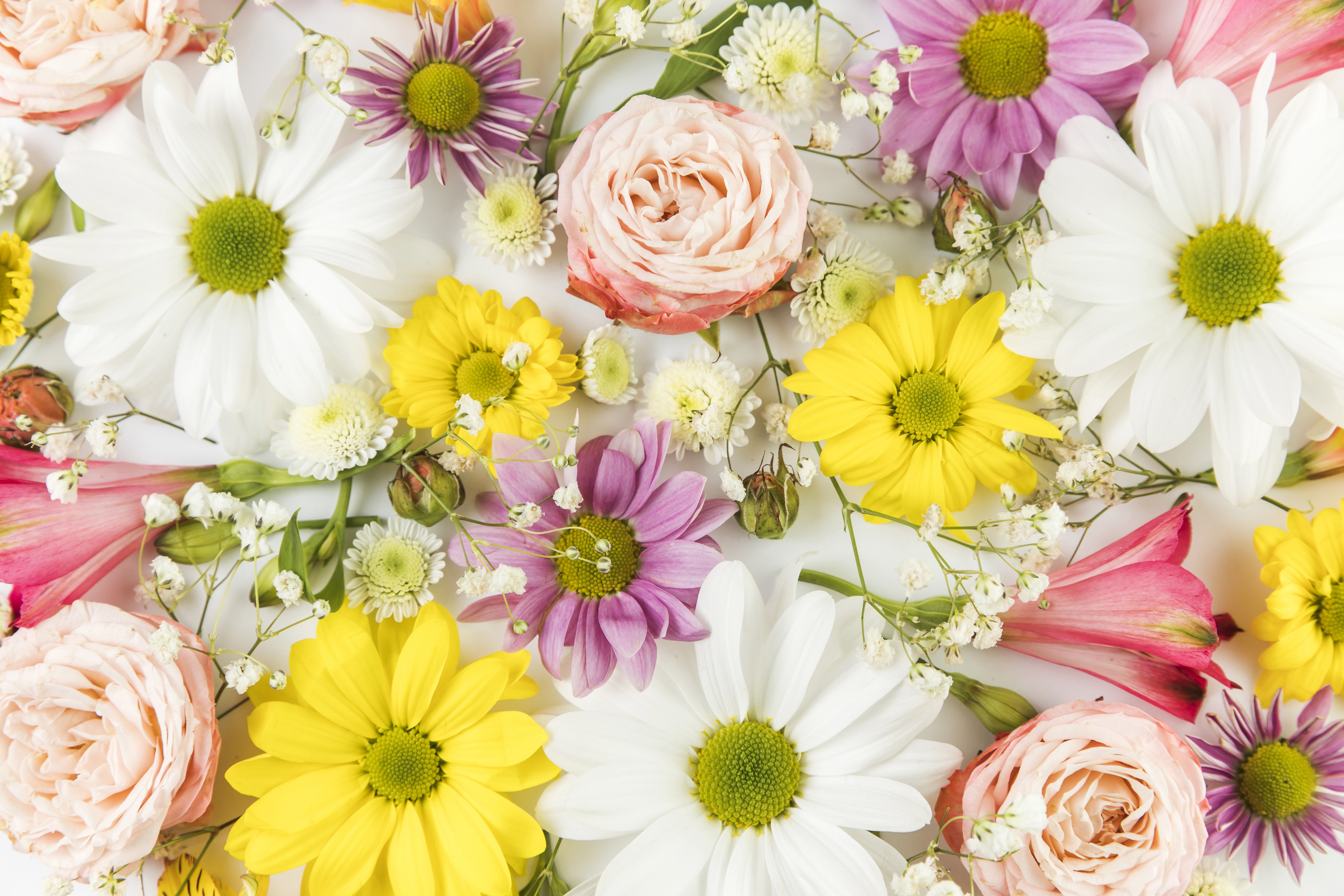 Roses, Chrysanthemums, and Alstroemeria flowers HD Wallpaper