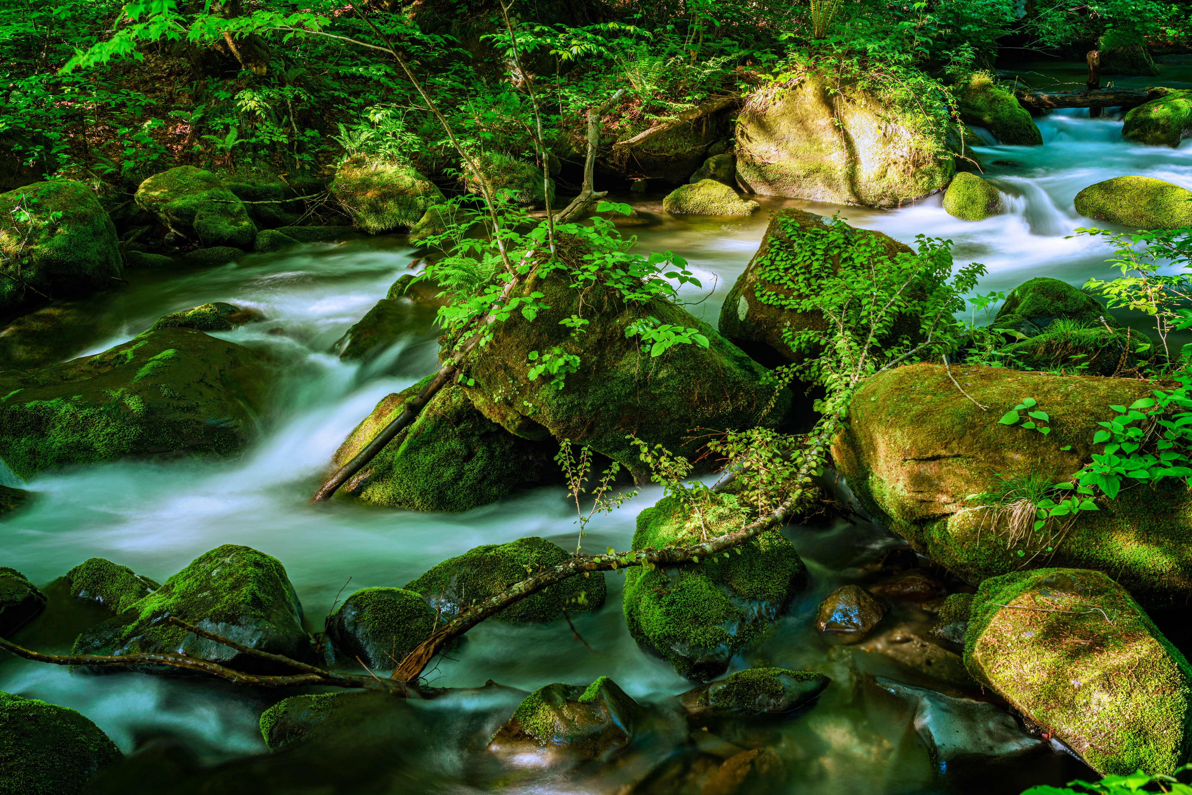 4K Oirase Mountain Stream with Mossy Stones in Japan HD Wallpaper