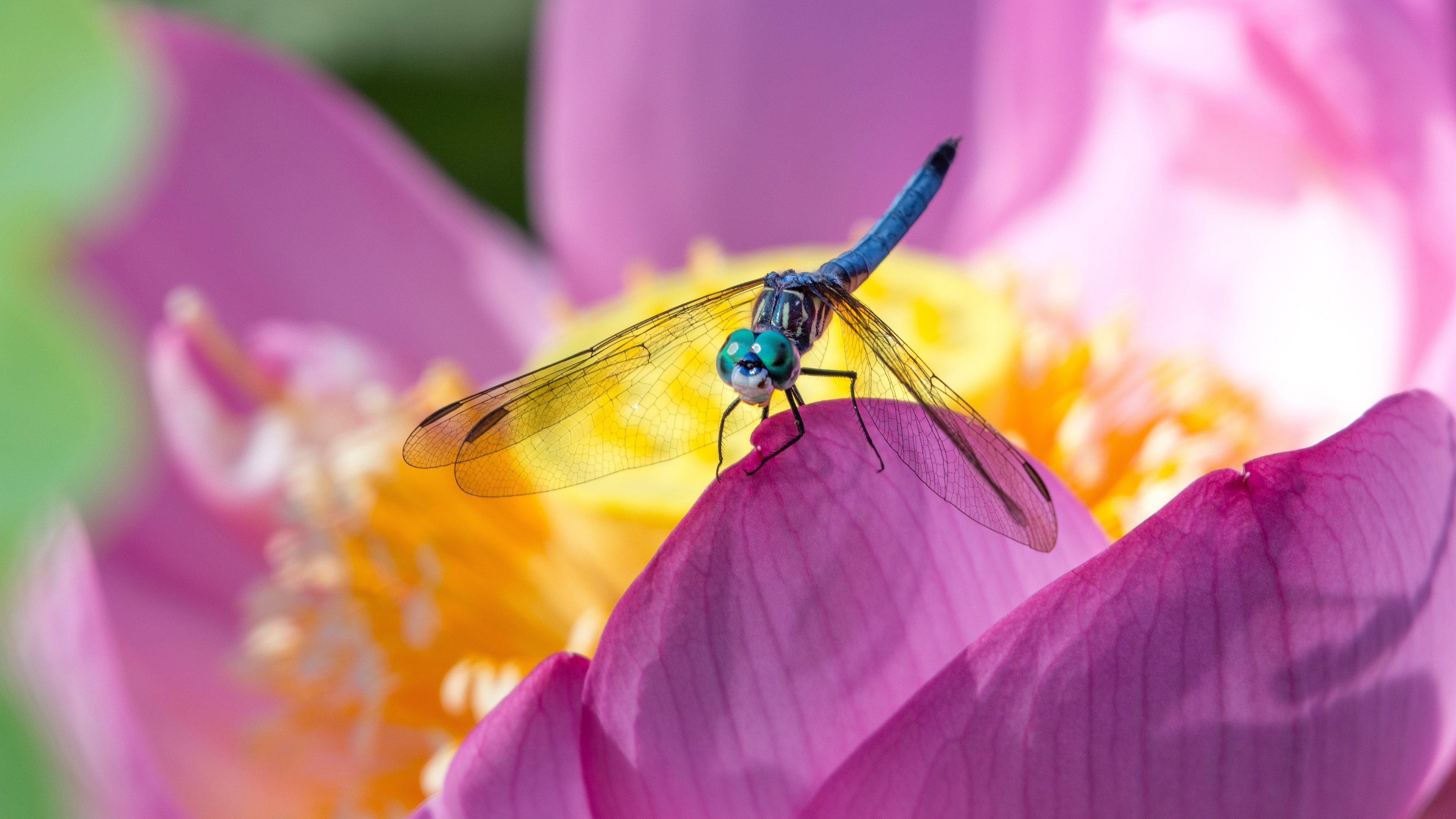 Dragonfly on a Pink Lotus Flower HD Wallpaper