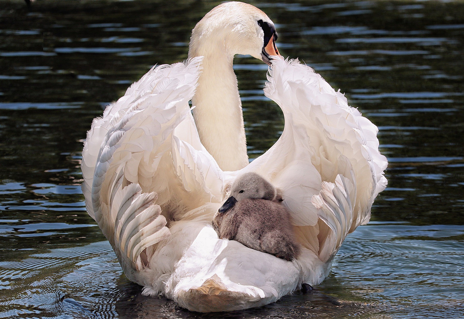 Mother Swan Protecting Cygnet in Water HD Wallpaper