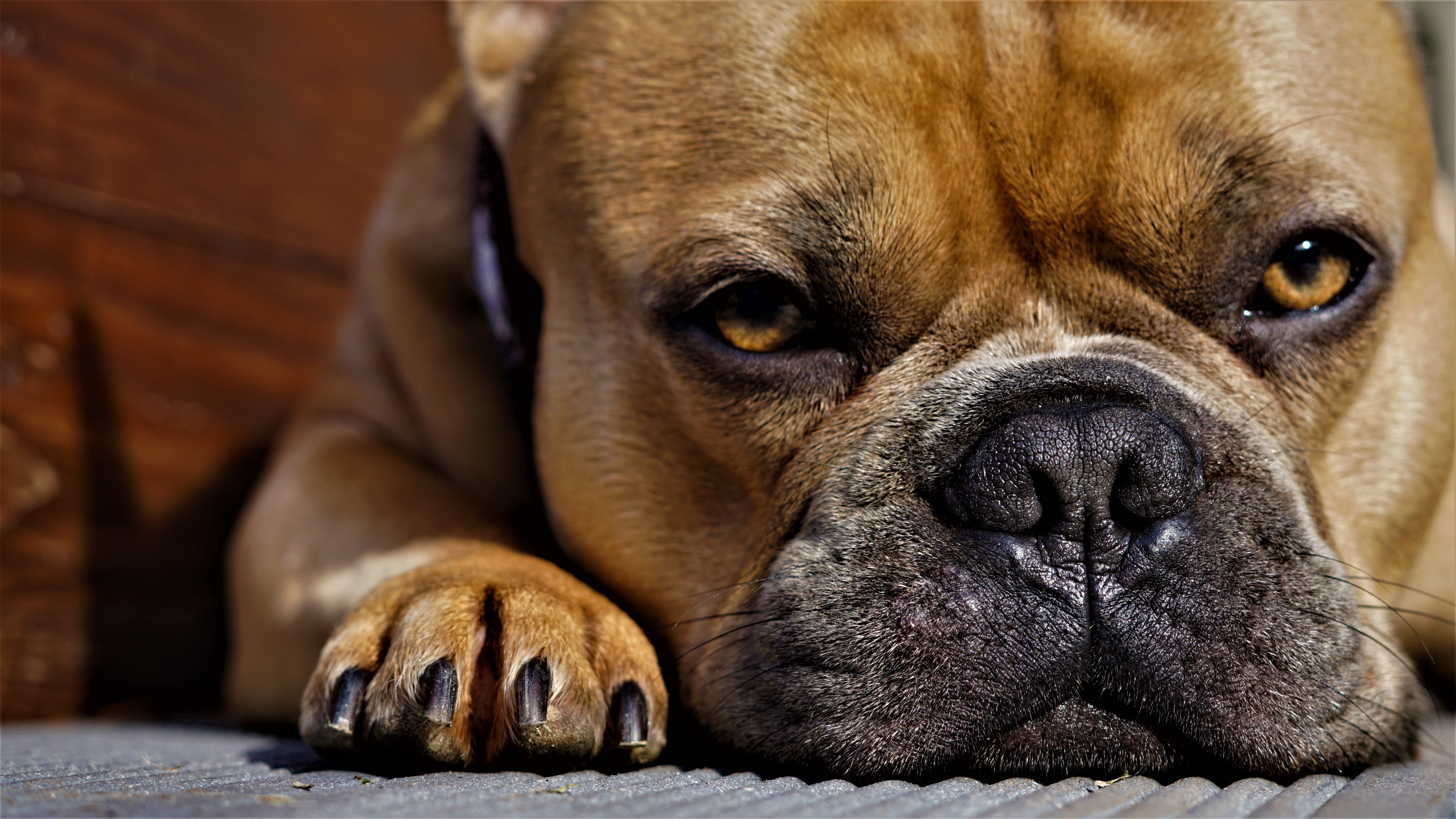 French Bulldog Closeup with Paws and Snout HD Wallpaper