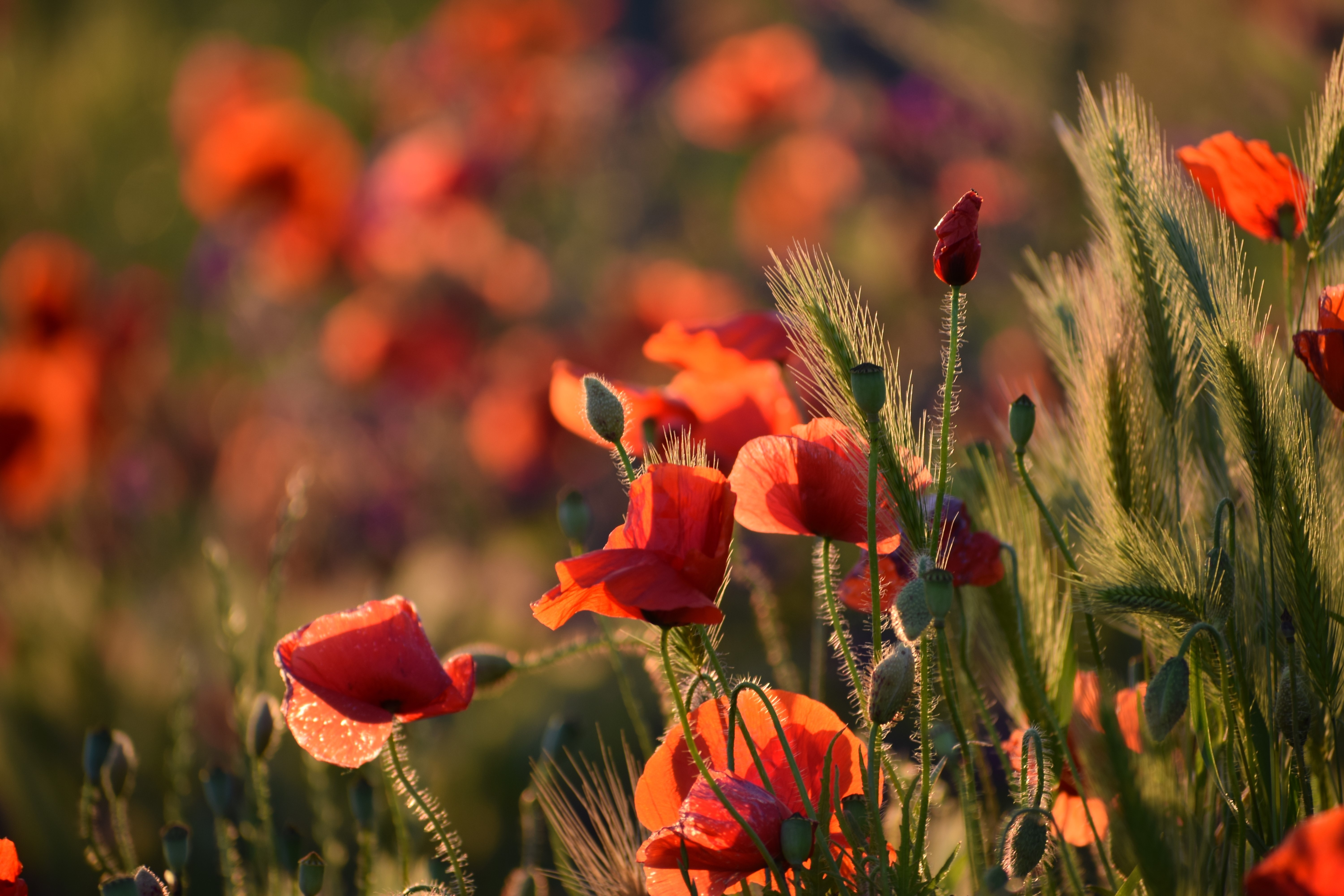 Field of Red Poppies and Wheat at Sunset HD Wallpaper