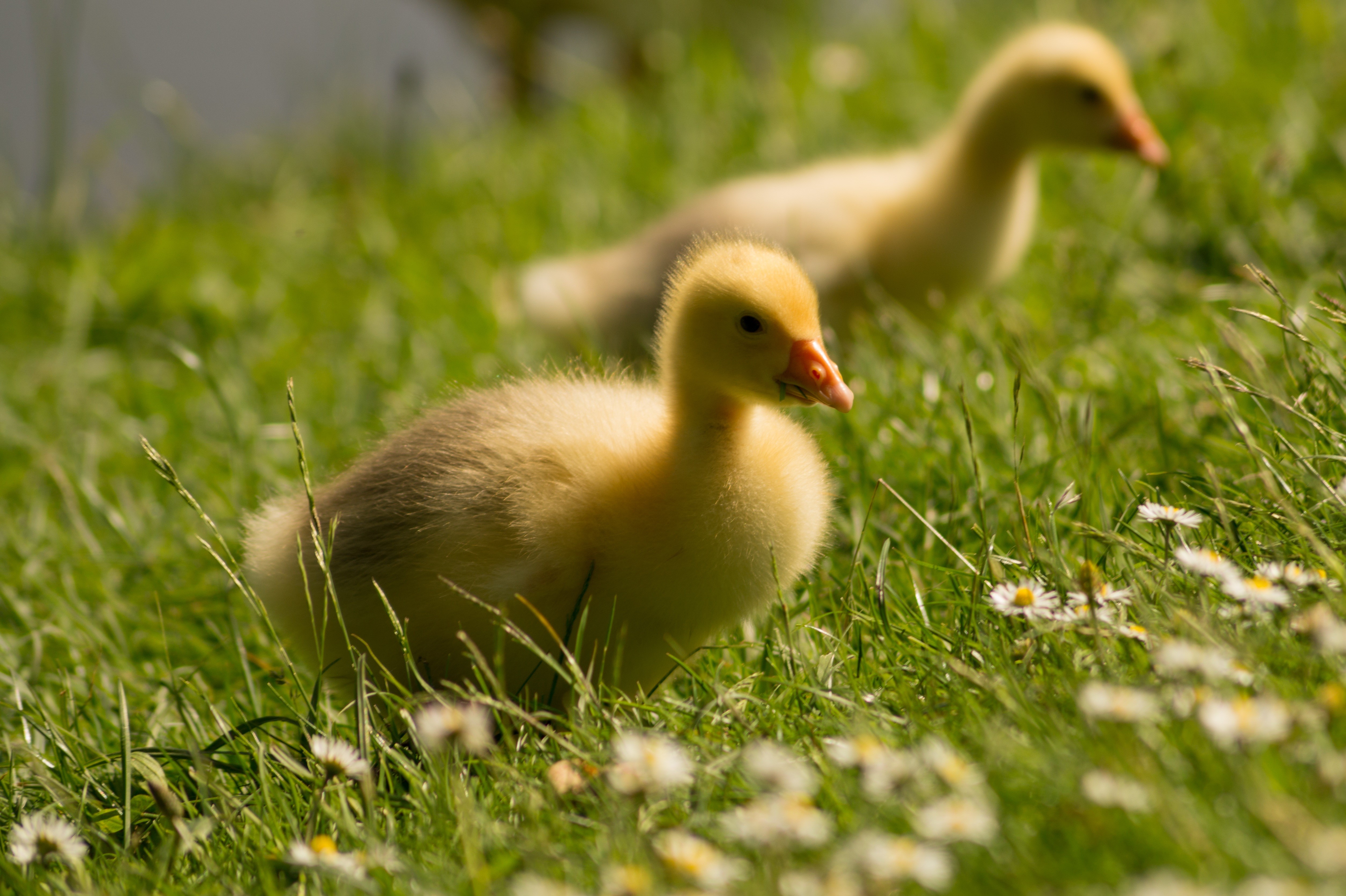 Two goslings in green grass with daisies HD Wallpaper
