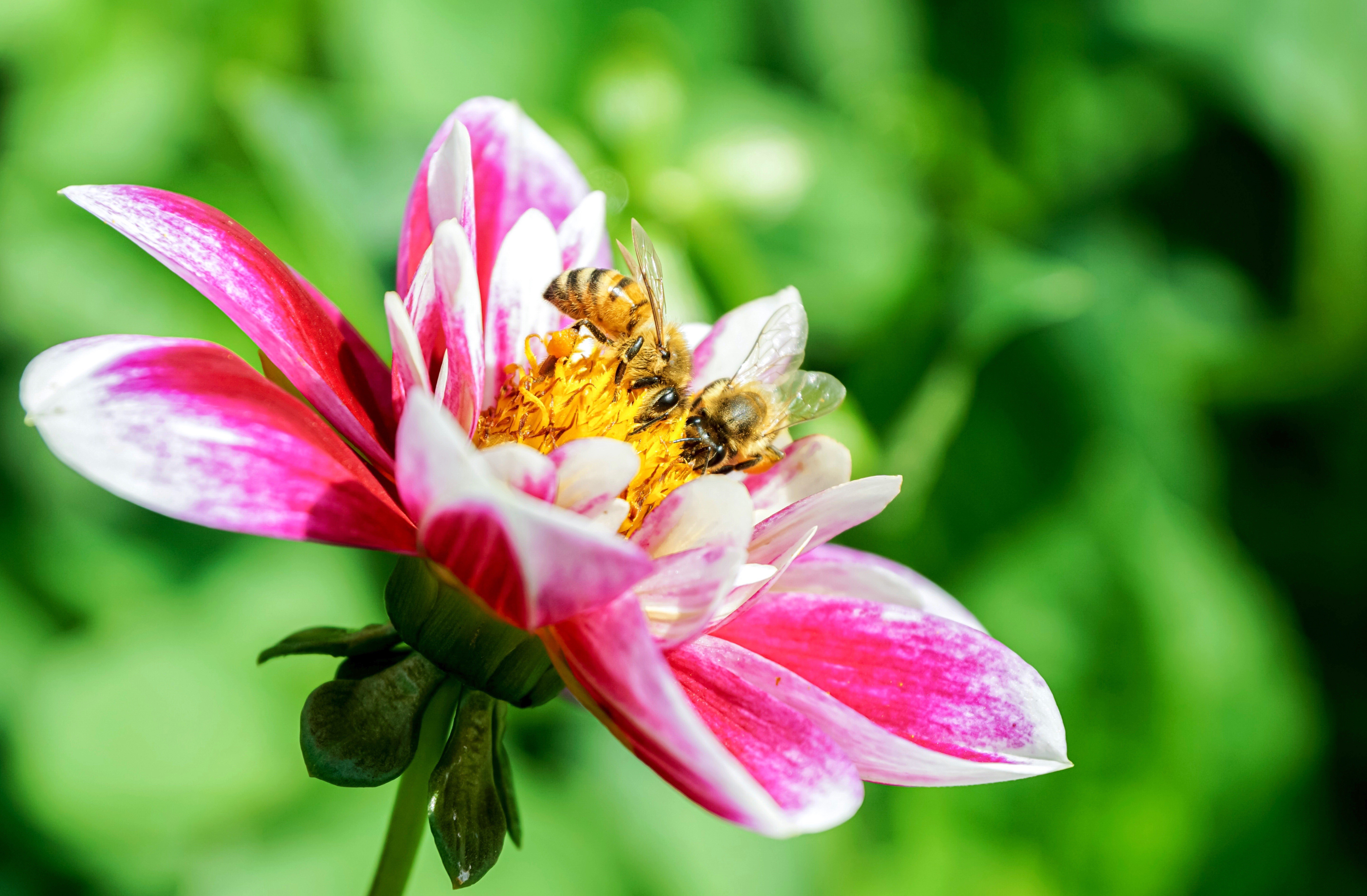 Two bees on a pink and white dahlia flower HD Wallpaper