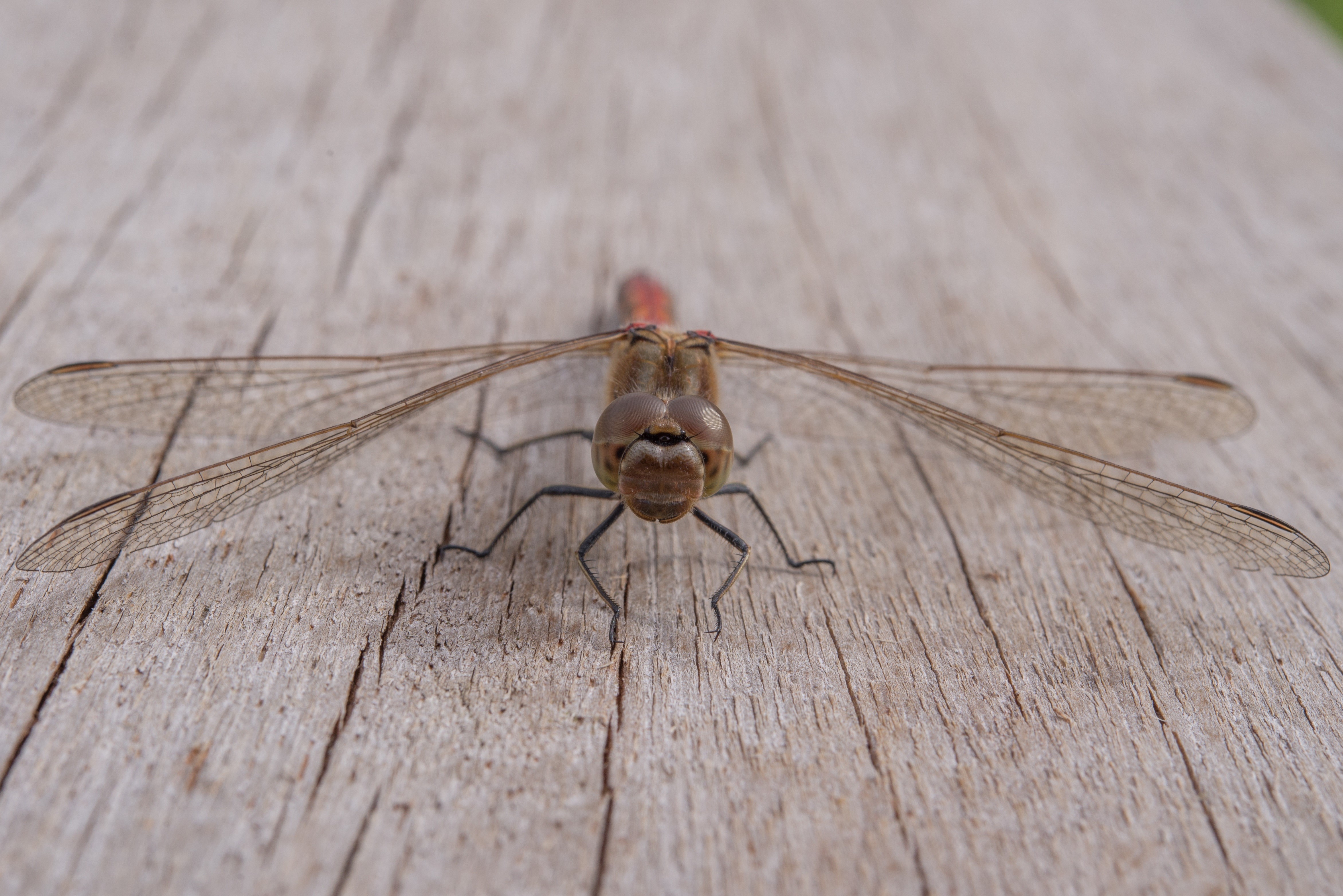 Dragonfly Closeup on Wooden Surface HD Wallpaper