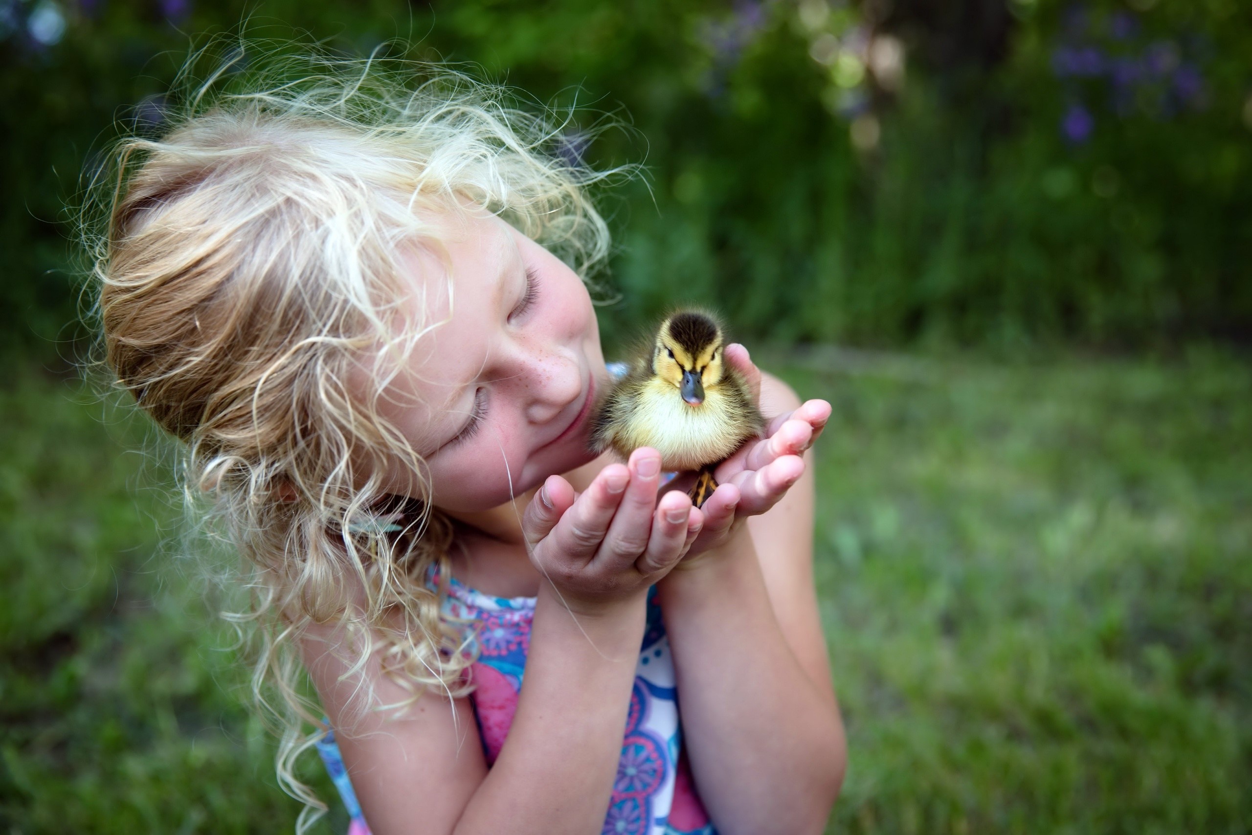 Girl holding a duckling HD Wallpaper
