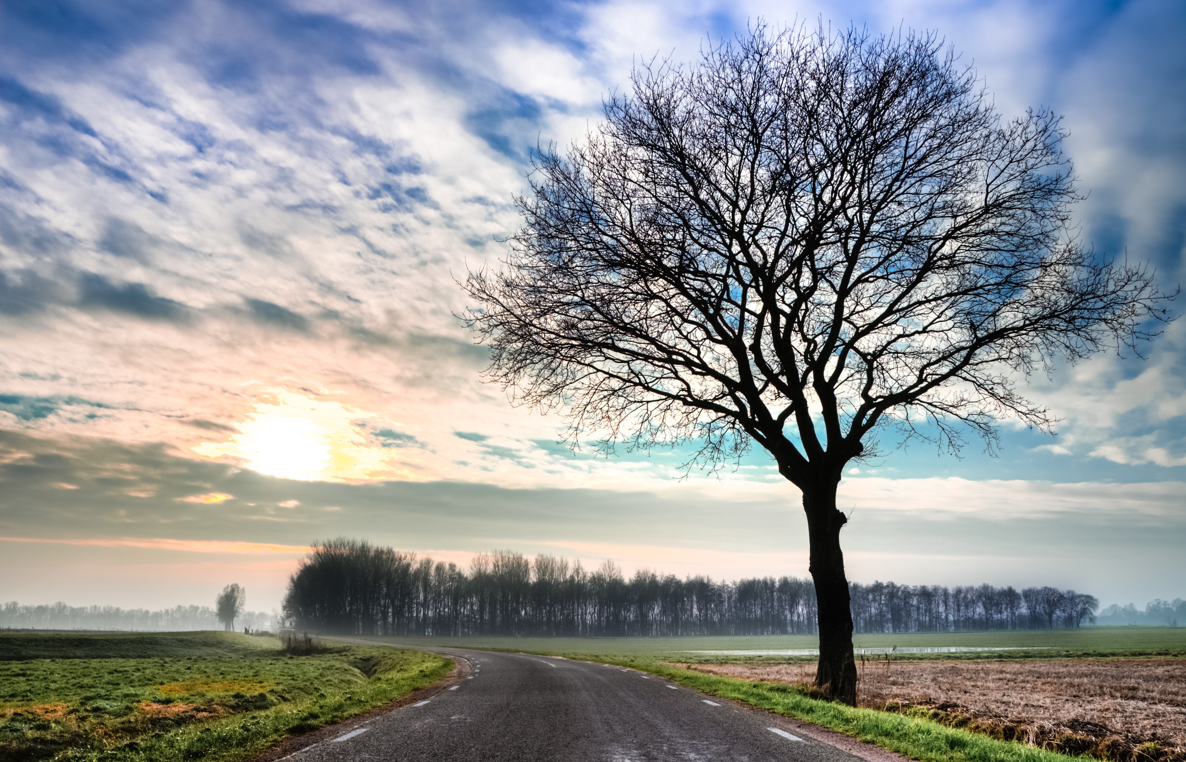 Road with a lone tree and sunrise sky HD Wallpaper