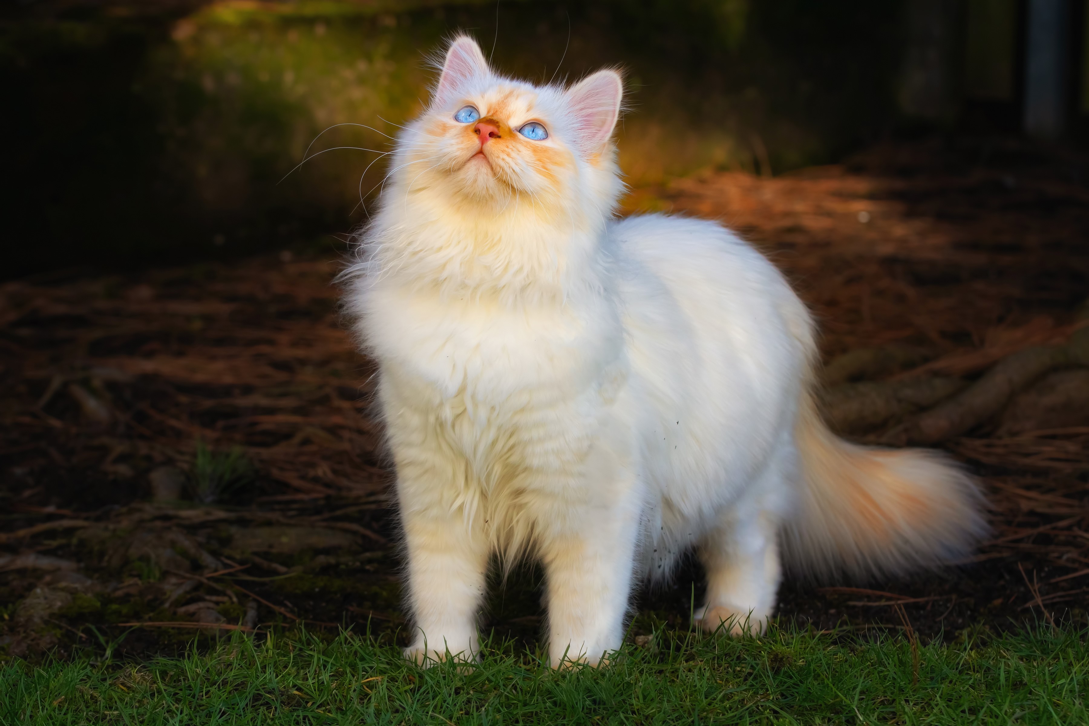 White cat with blue eyes looking up HD Wallpaper