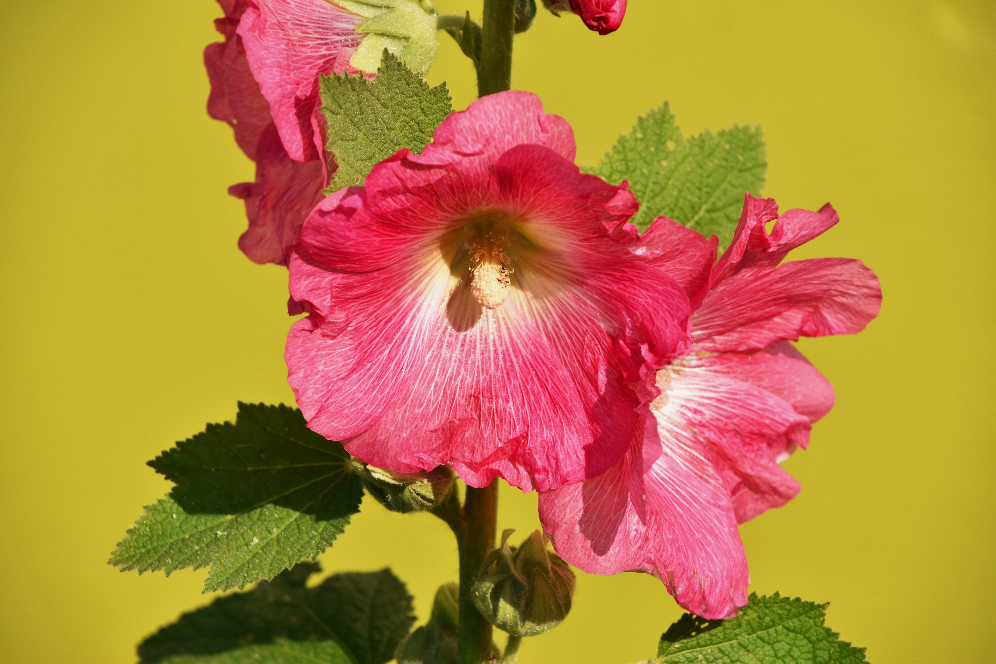 Pink Malva flowers on a yellow background HD Wallpaper