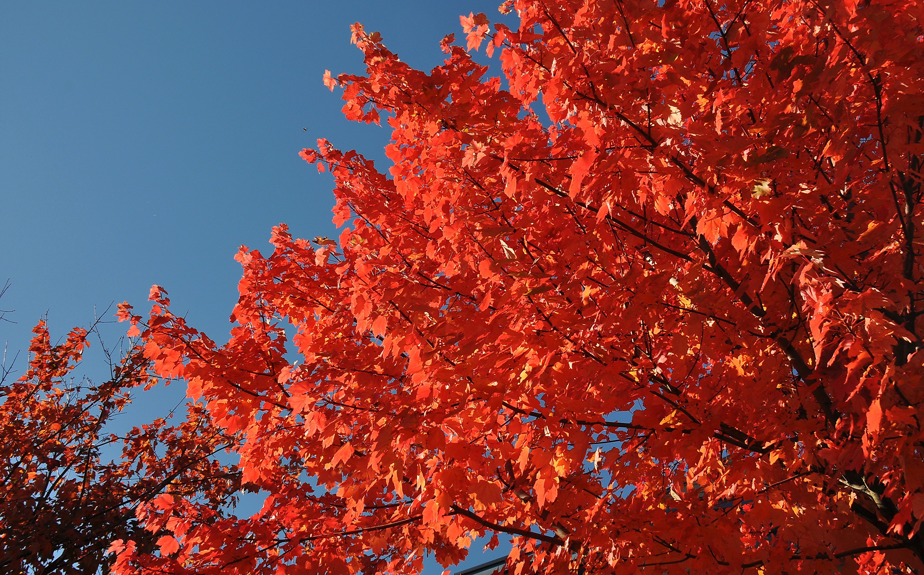 Bright red maple leaves against a clear blue sky HD Wallpaper