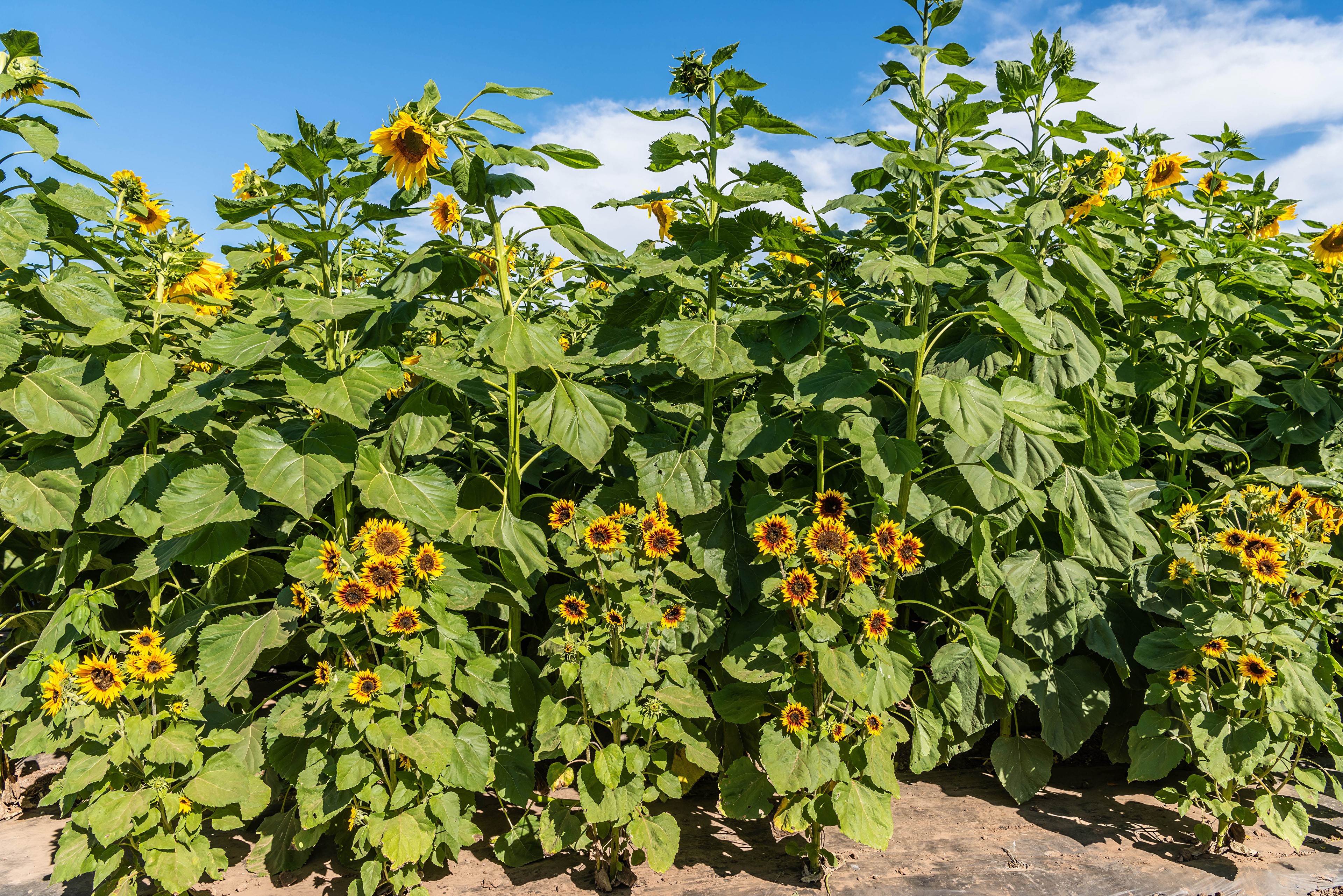 Field of Sunflowers Under a Blue Sky HD Wallpaper
