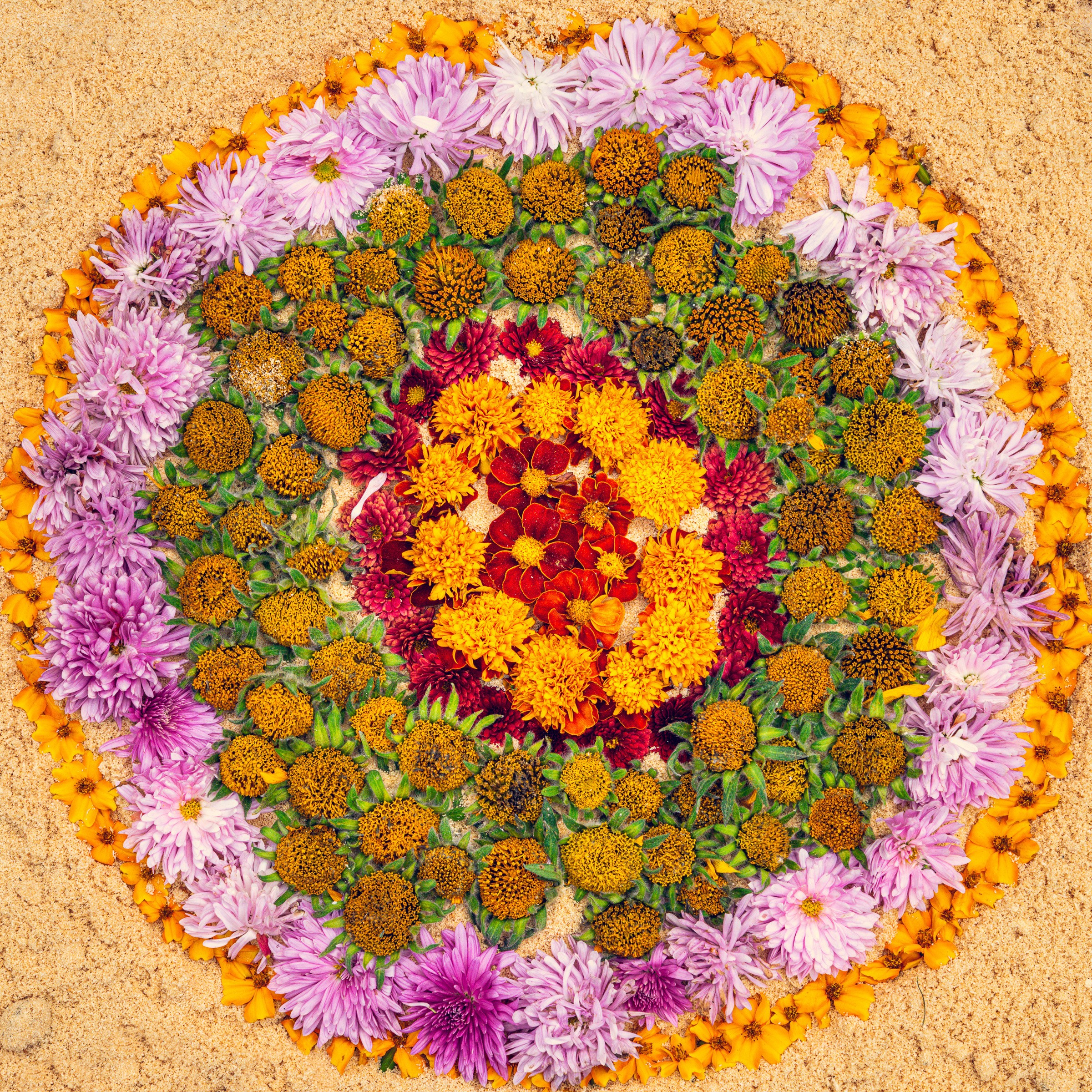 Flower mandala design with chrysanthemums and tagetes HD Wallpaper