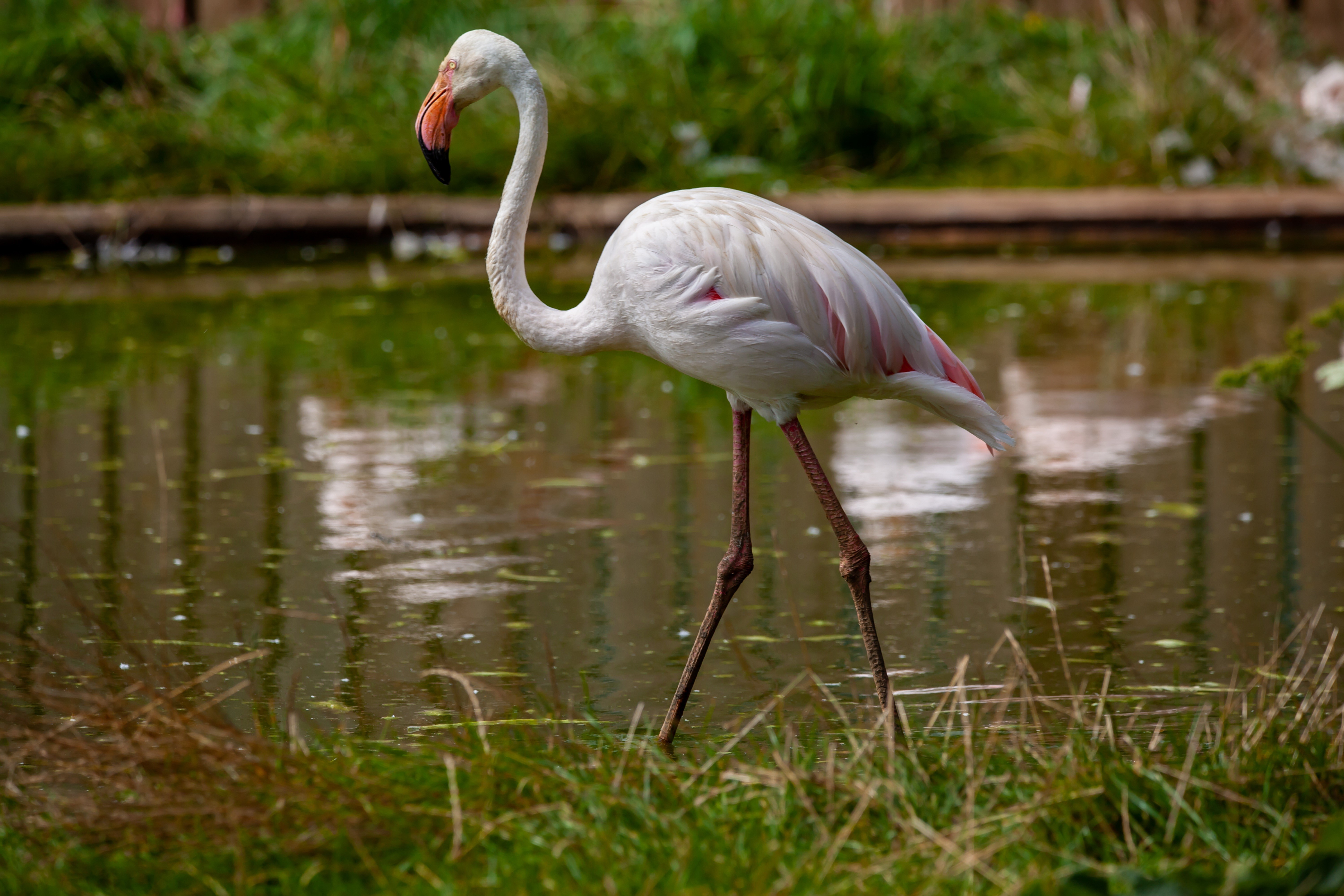 Flamingo standing in water with grass and bokeh HD Wallpaper