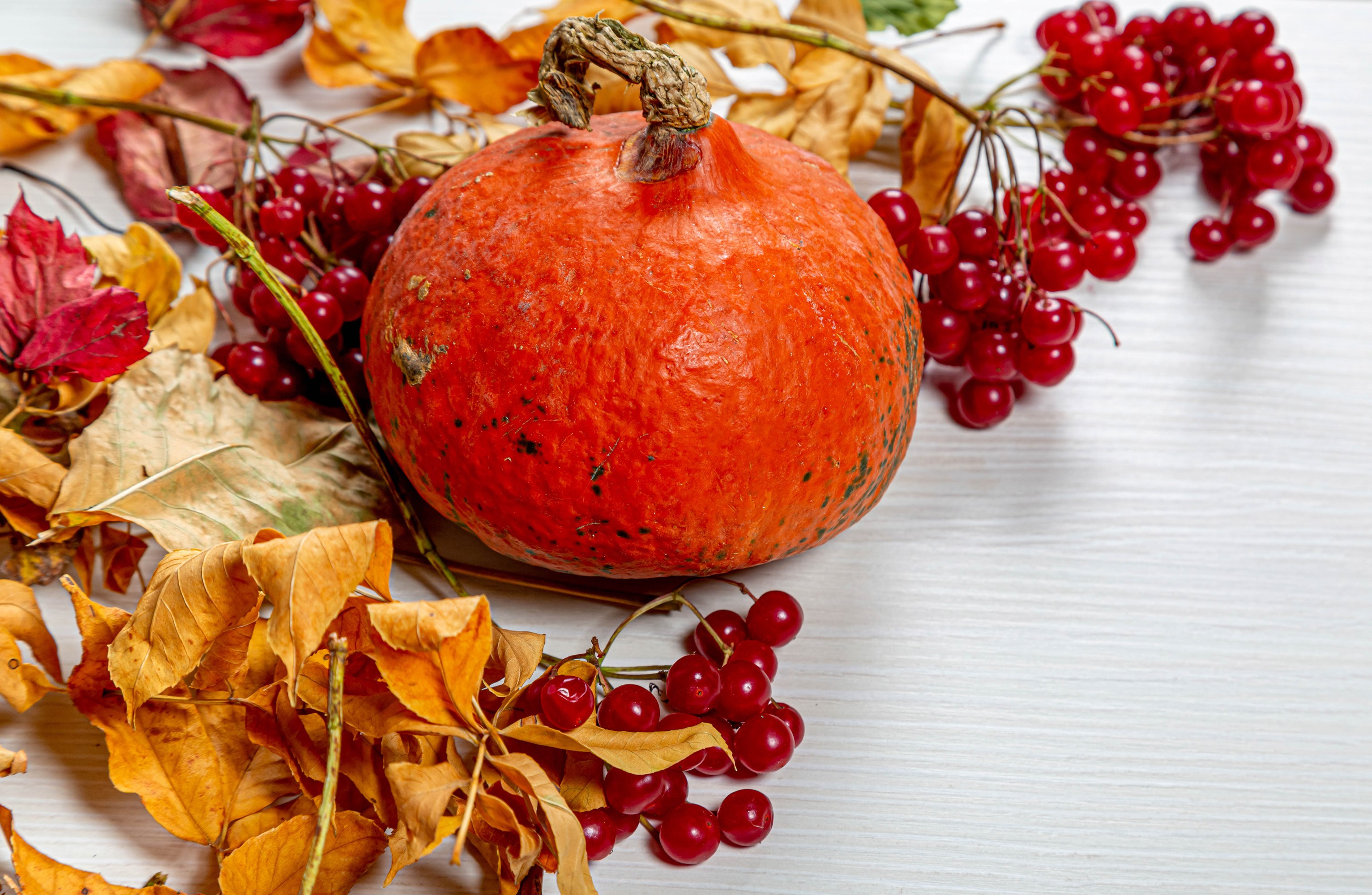 Pumpkin and red berries with autumn leaves HD Wallpaper