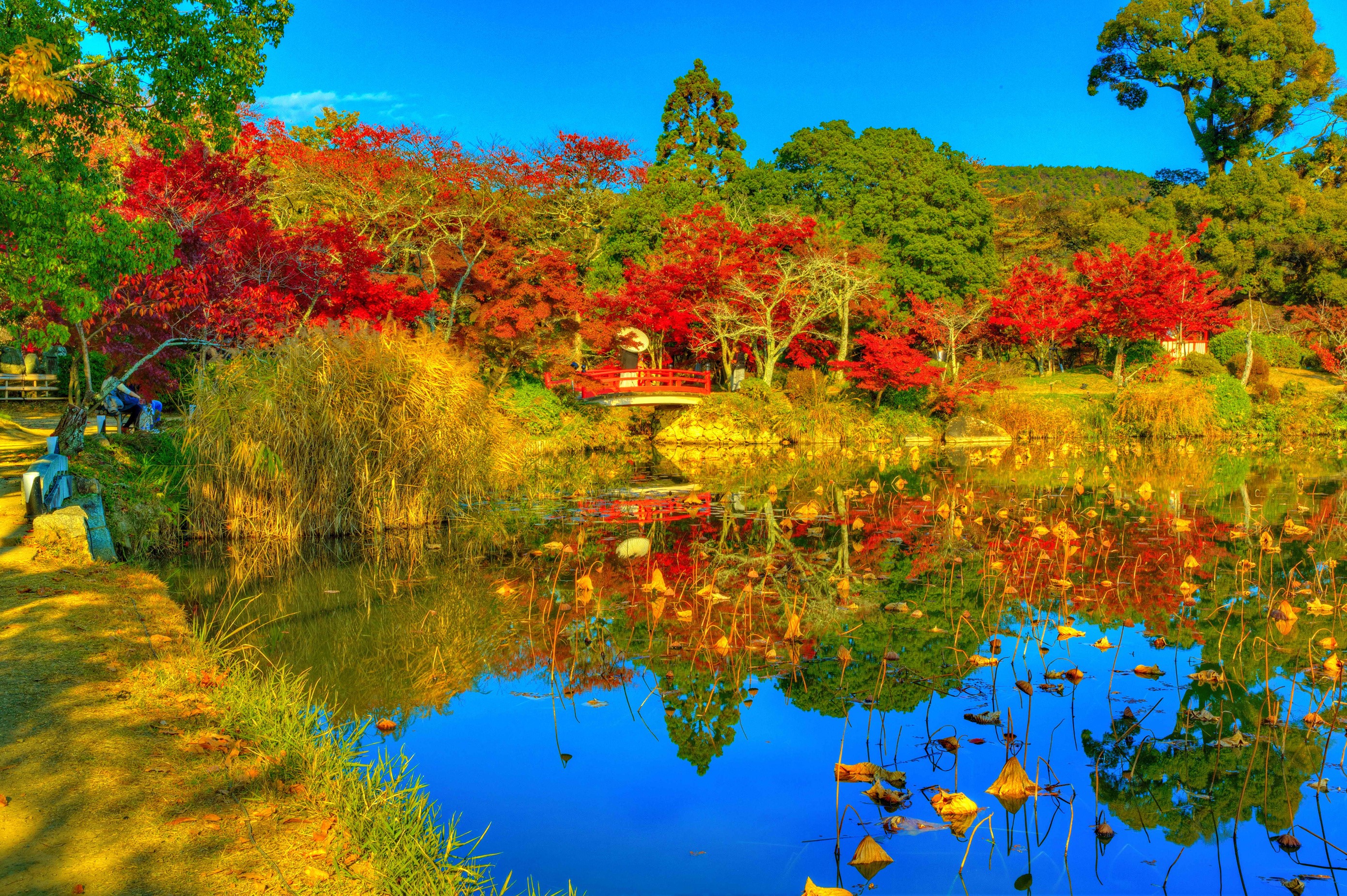 Autumn pond with red bridge at Daikaku-ji Temple, Kyoto HD Wallpaper