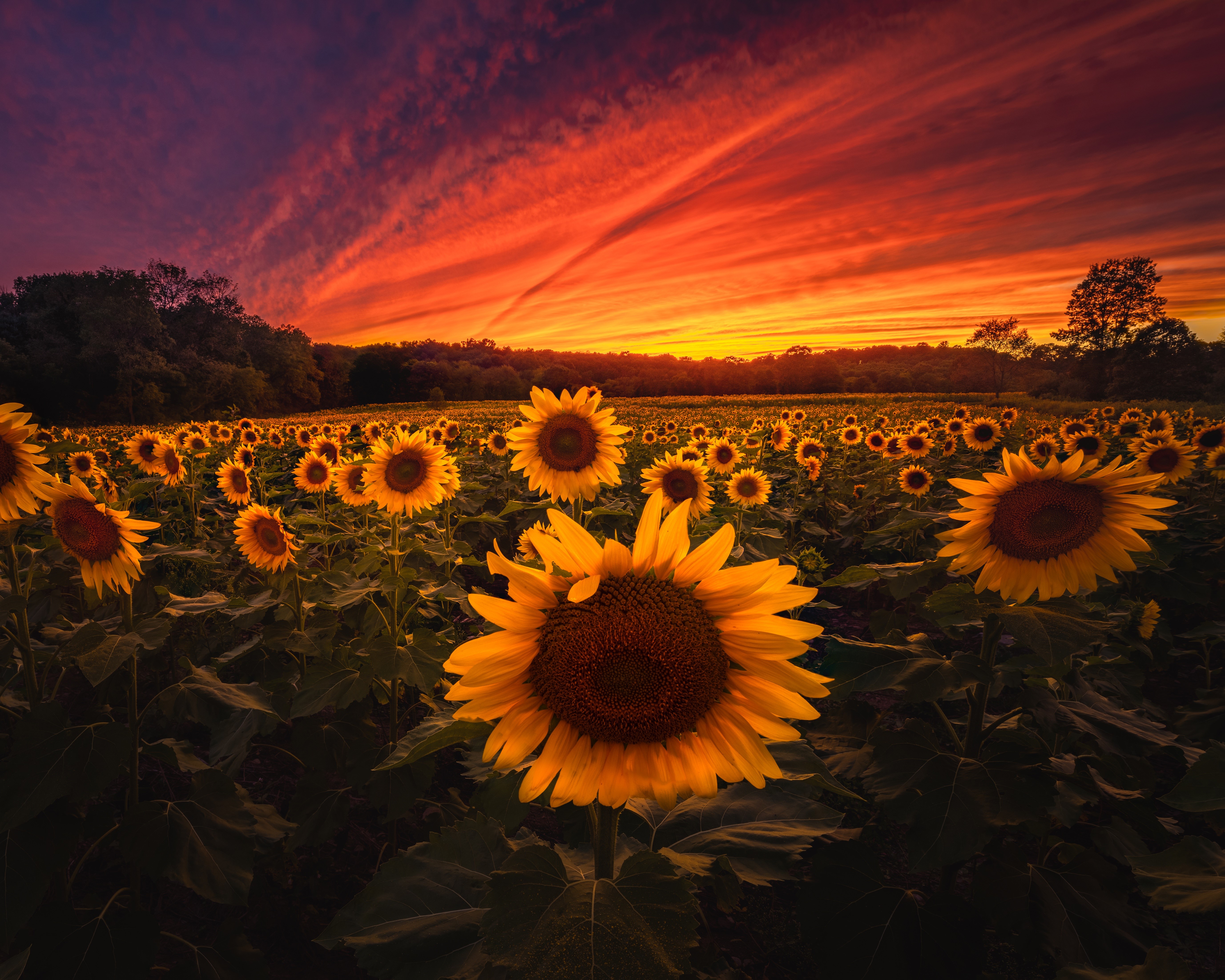Sunflowers Field at Sunset HD Wallpaper