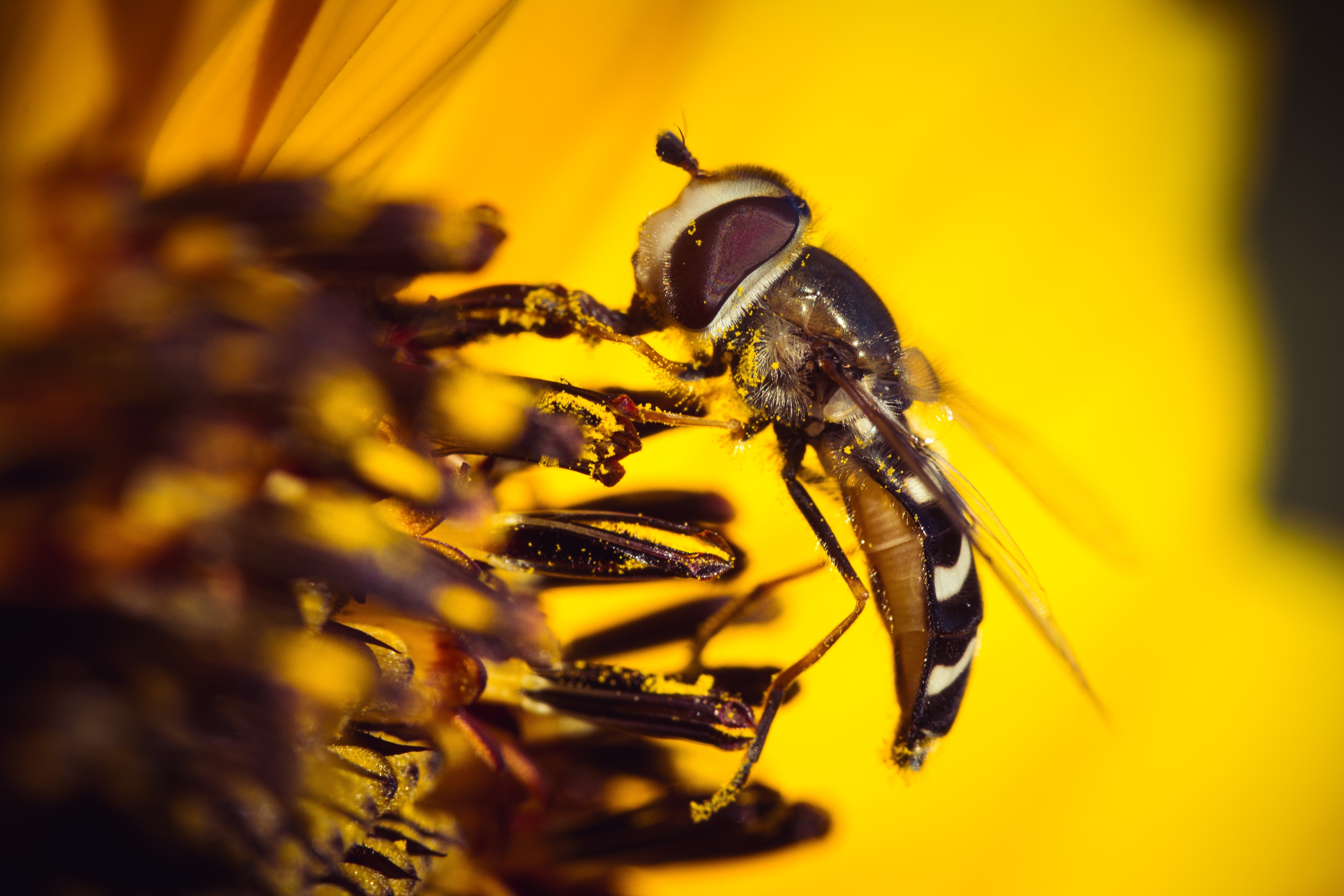 Macro shot of a hoverfly on a yellow flower HD Wallpaper