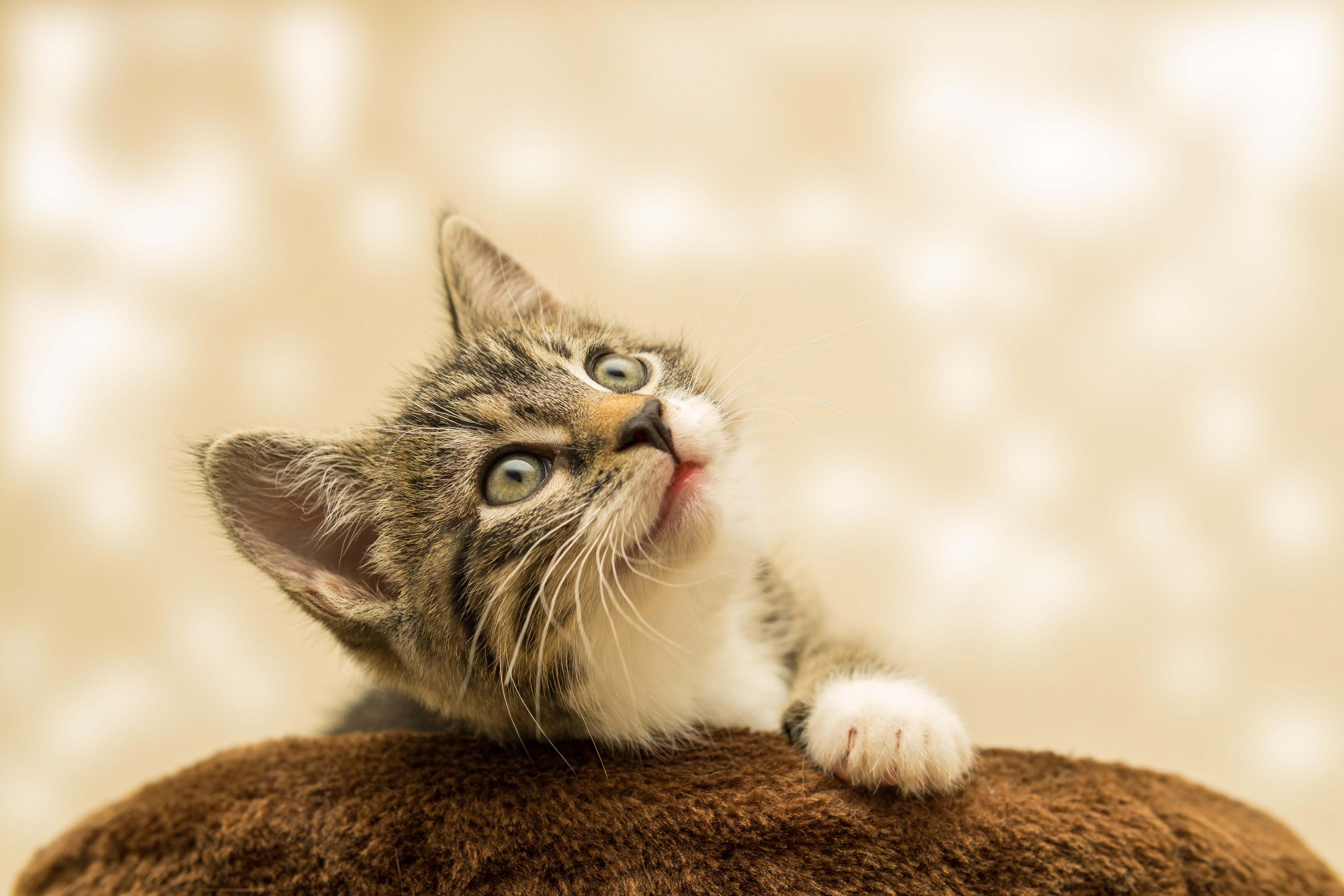 Kitten looking up from a brown surface HD Wallpaper