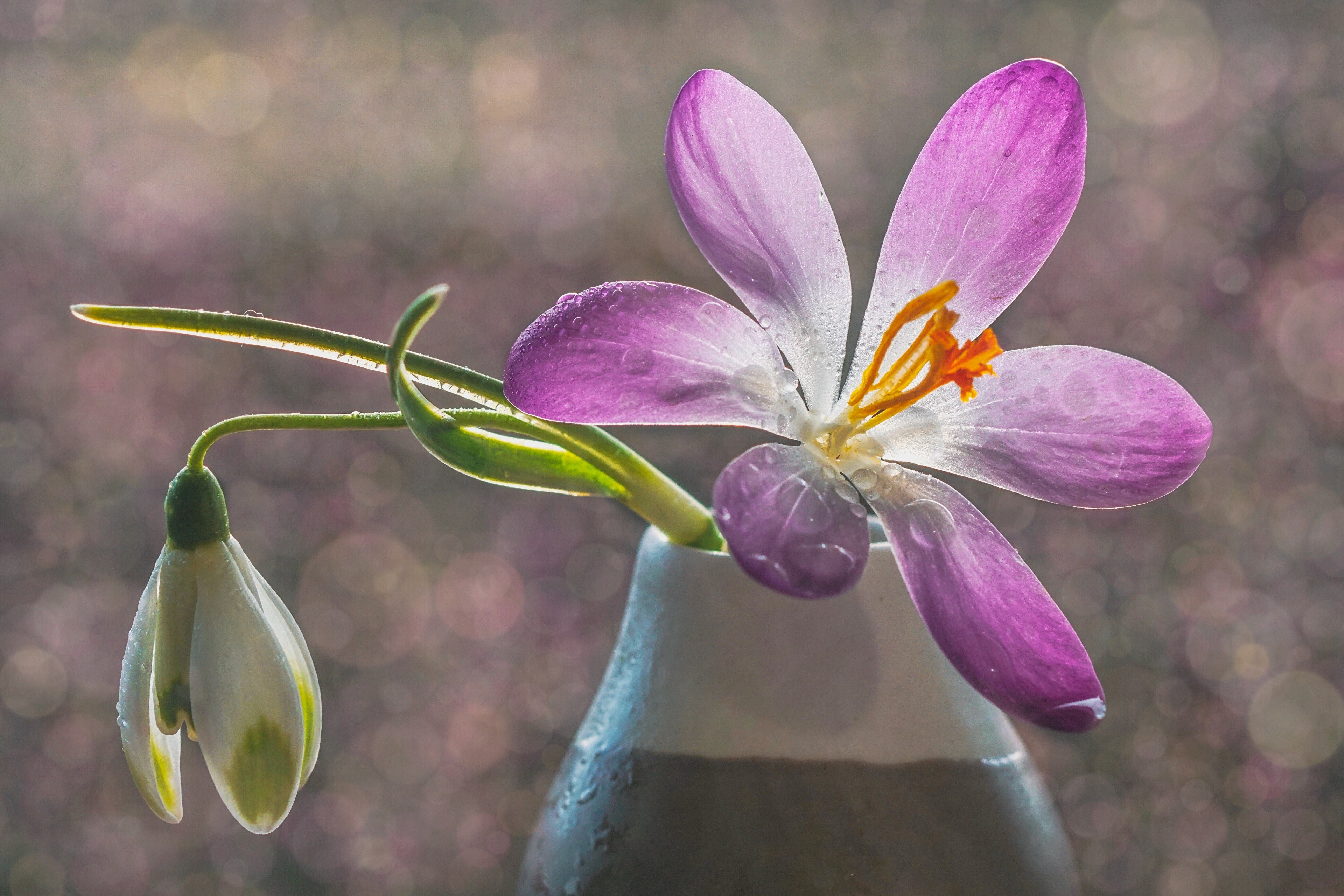 Crocuses and Snowdrop with Water Drops in a Vase HD Wallpaper