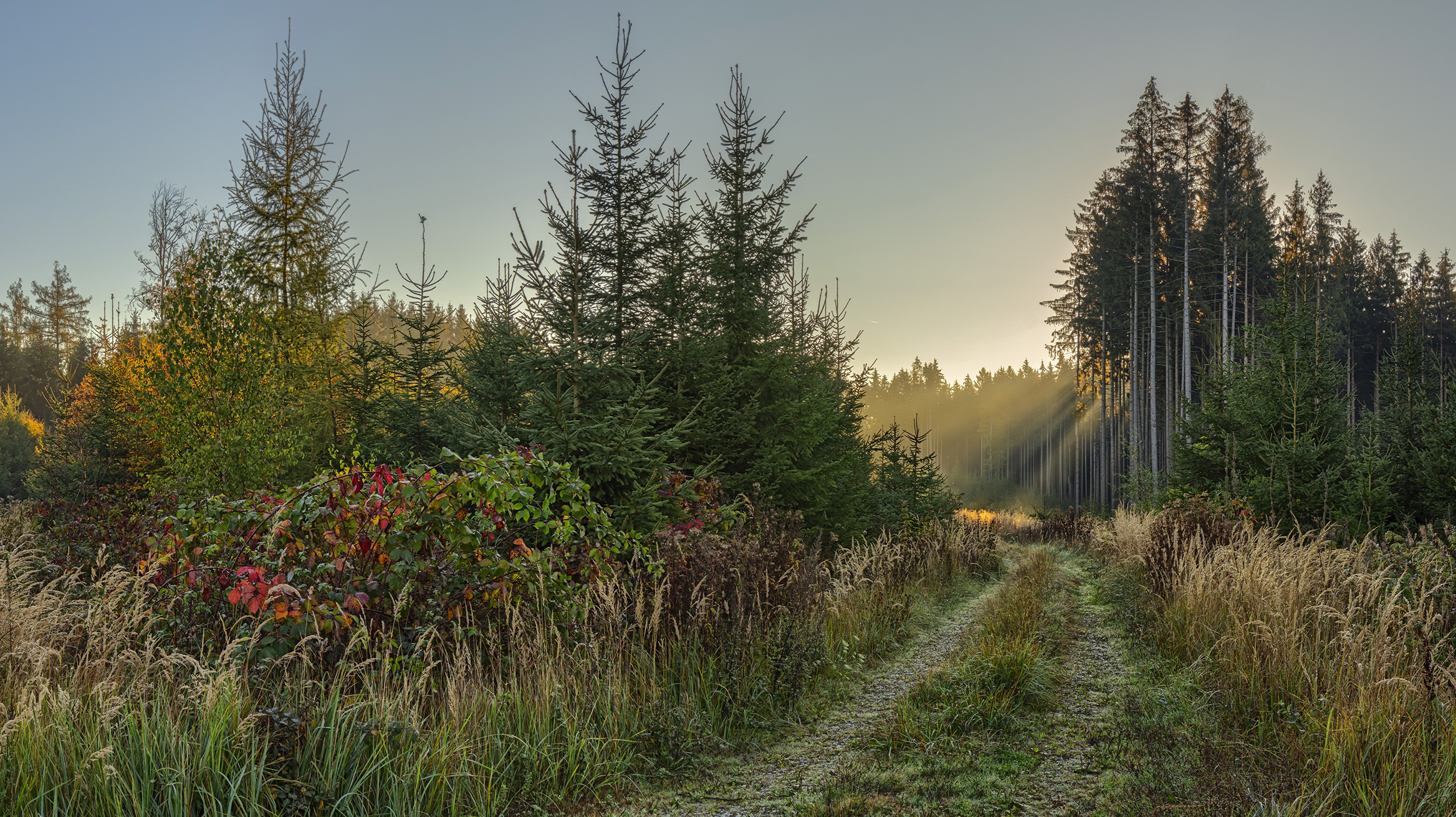Forest trail with sun rays in Bavaria, Germany HD Wallpaper