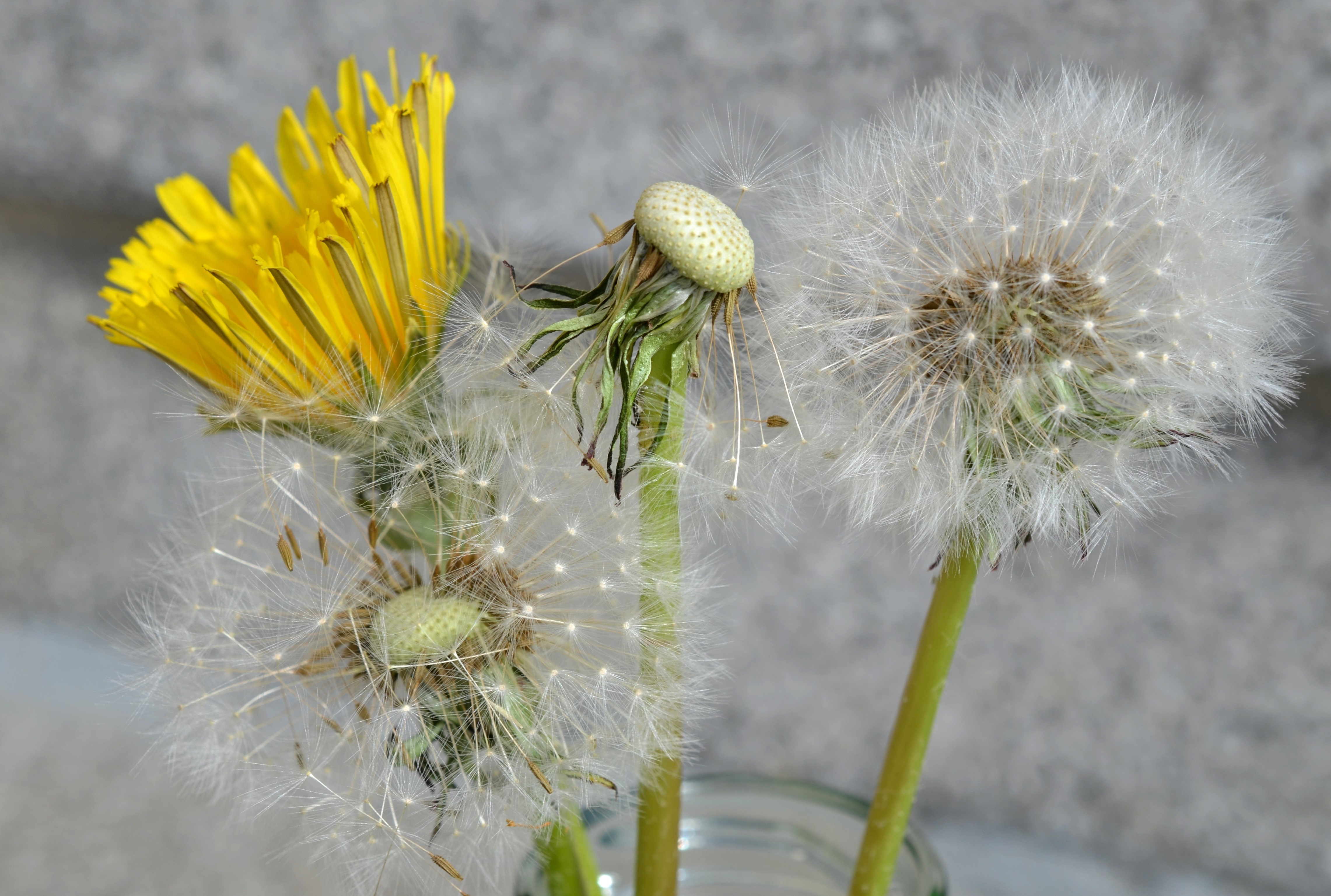 Dandelions in different stages of bloom HD Wallpaper