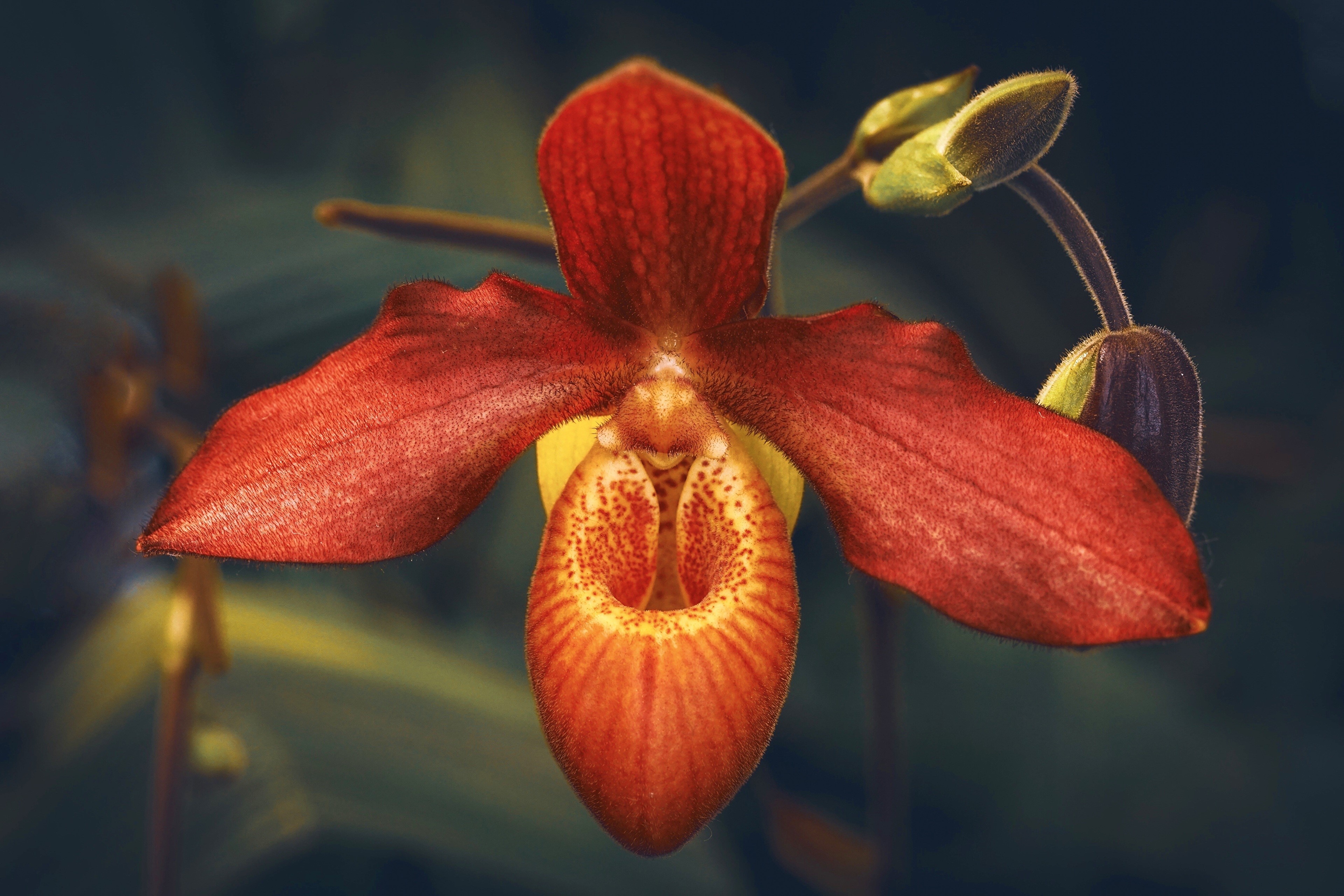 Red Orchid Flower Closeup HD Wallpaper
