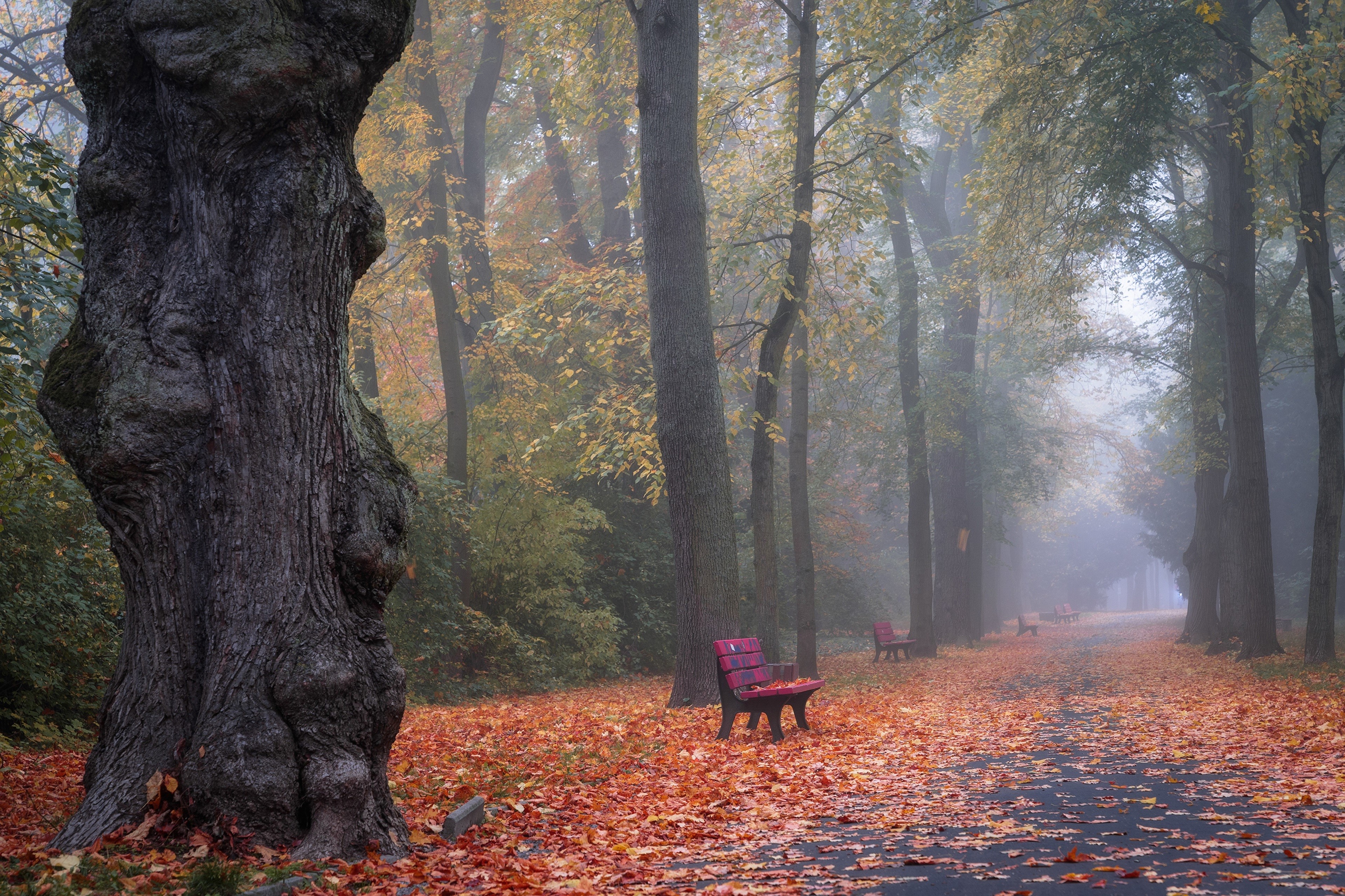 Autumn park avenue with fog and fallen leaves HD Wallpaper