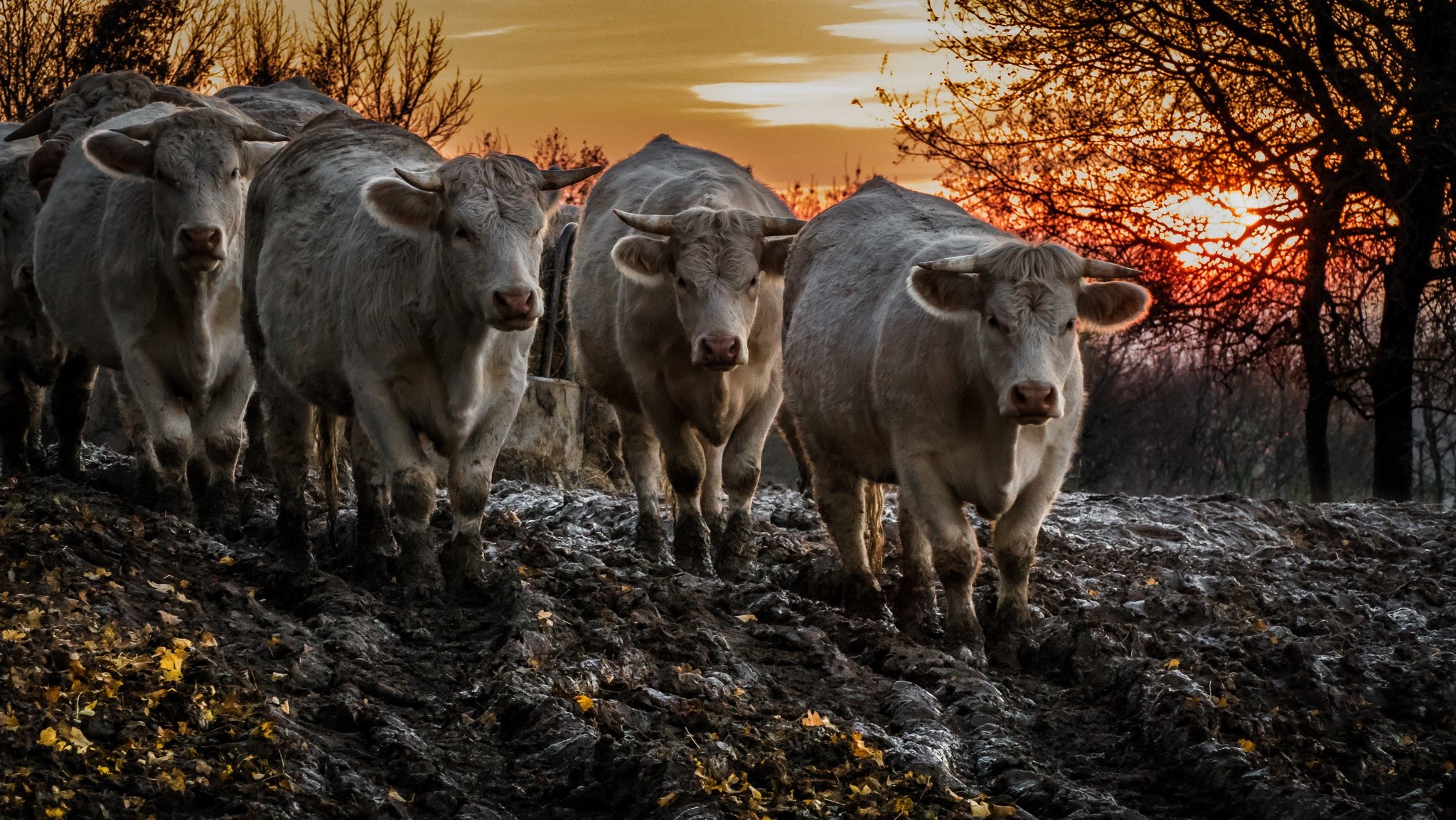Cows walking through mud at sunset HD Wallpaper