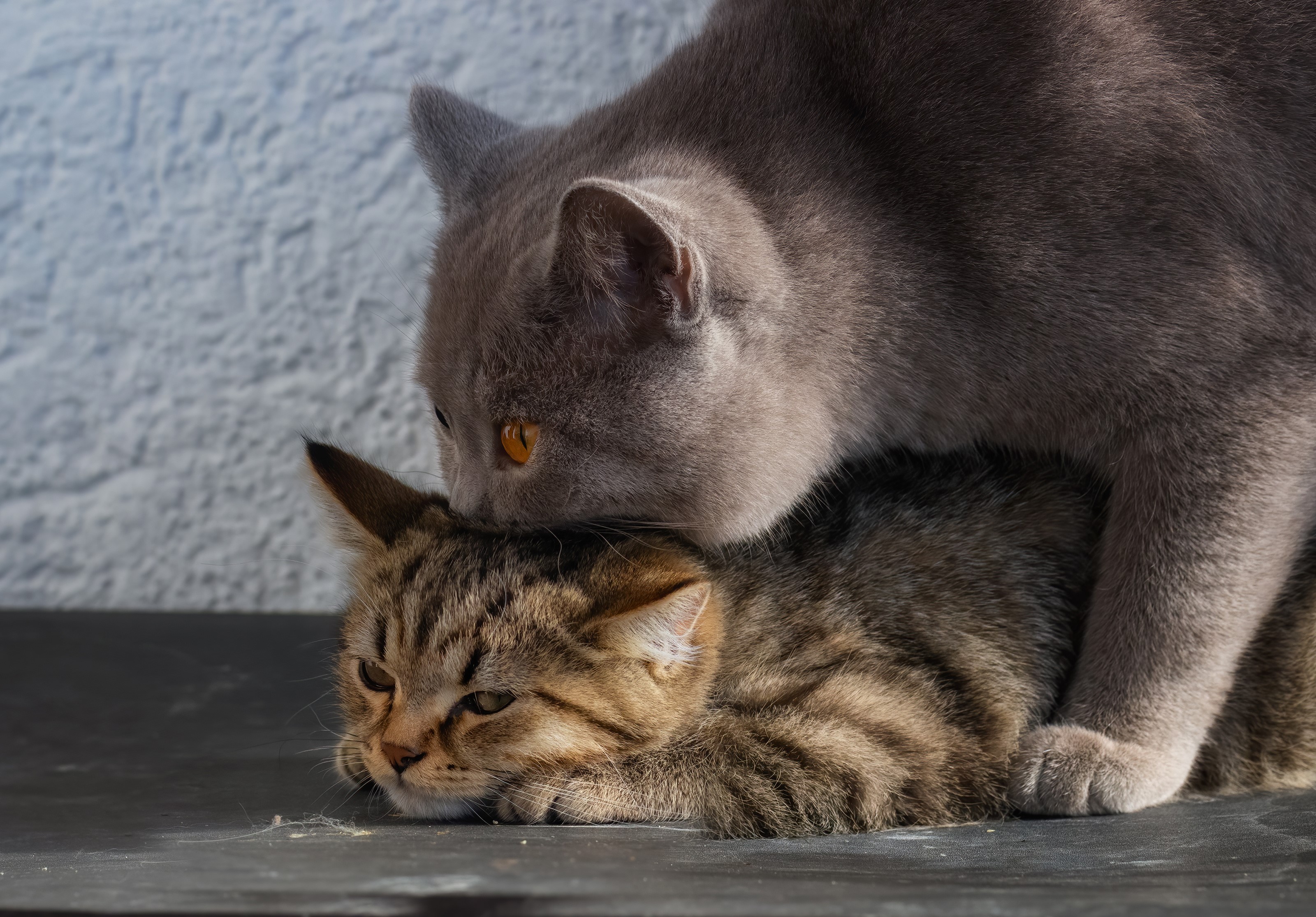 Two cats, one British Shorthair, interacting HD Wallpaper