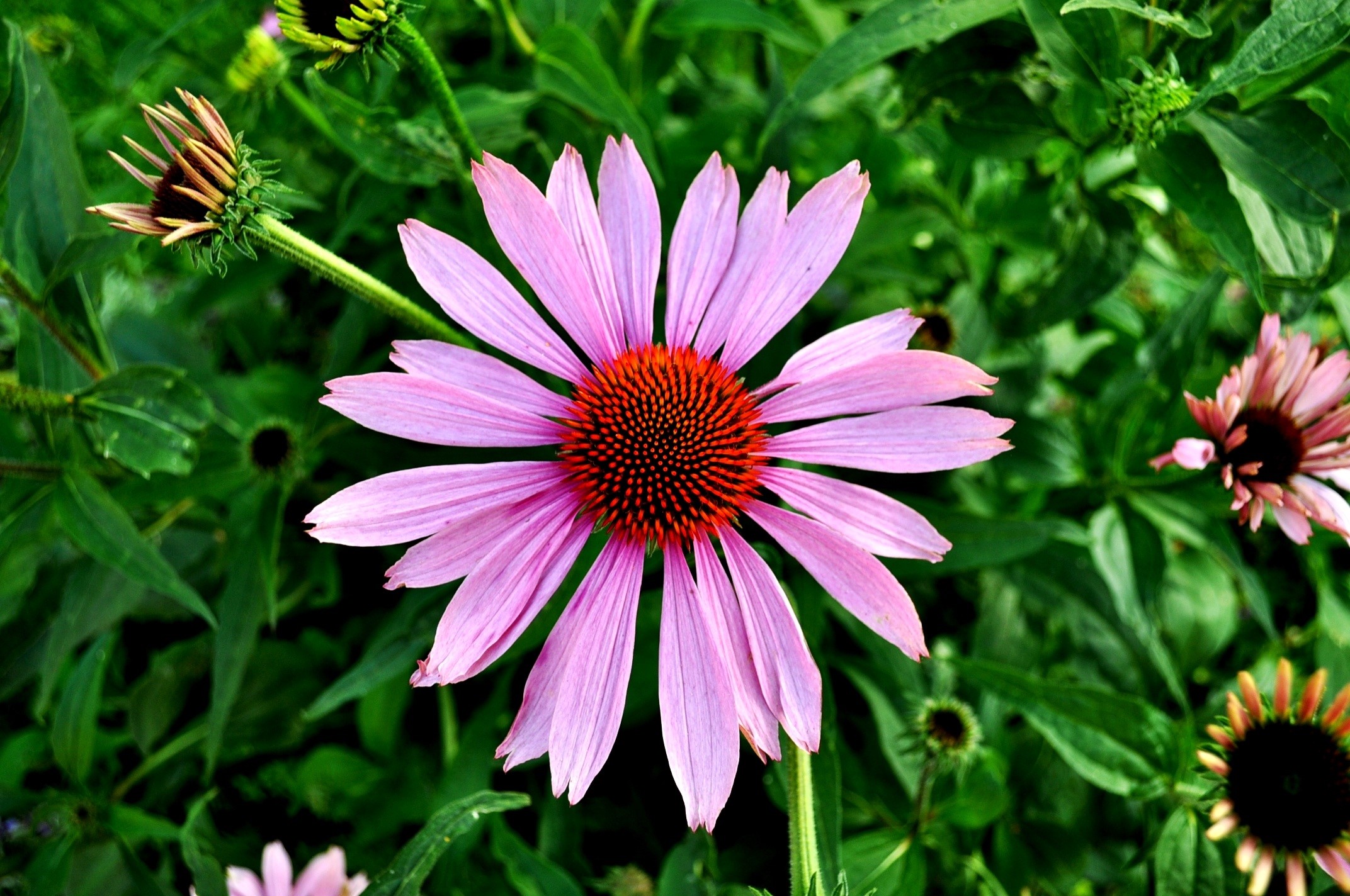 Purple Coneflower (Echinacea purpurea) in bloom HD Wallpaper