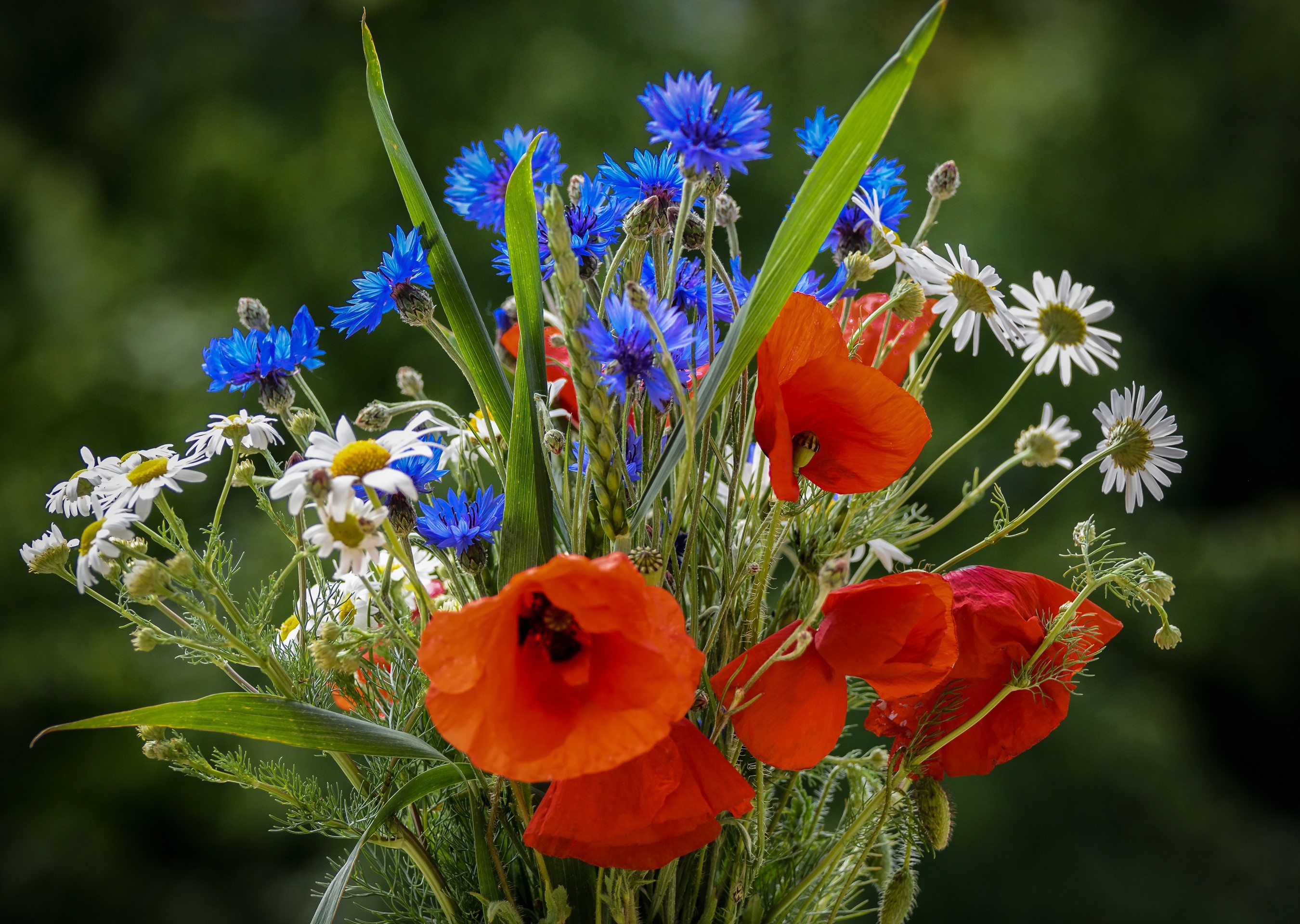 Vibrant Bouquet of Poppies, Cornflowers, and Camomiles HD Wallpaper