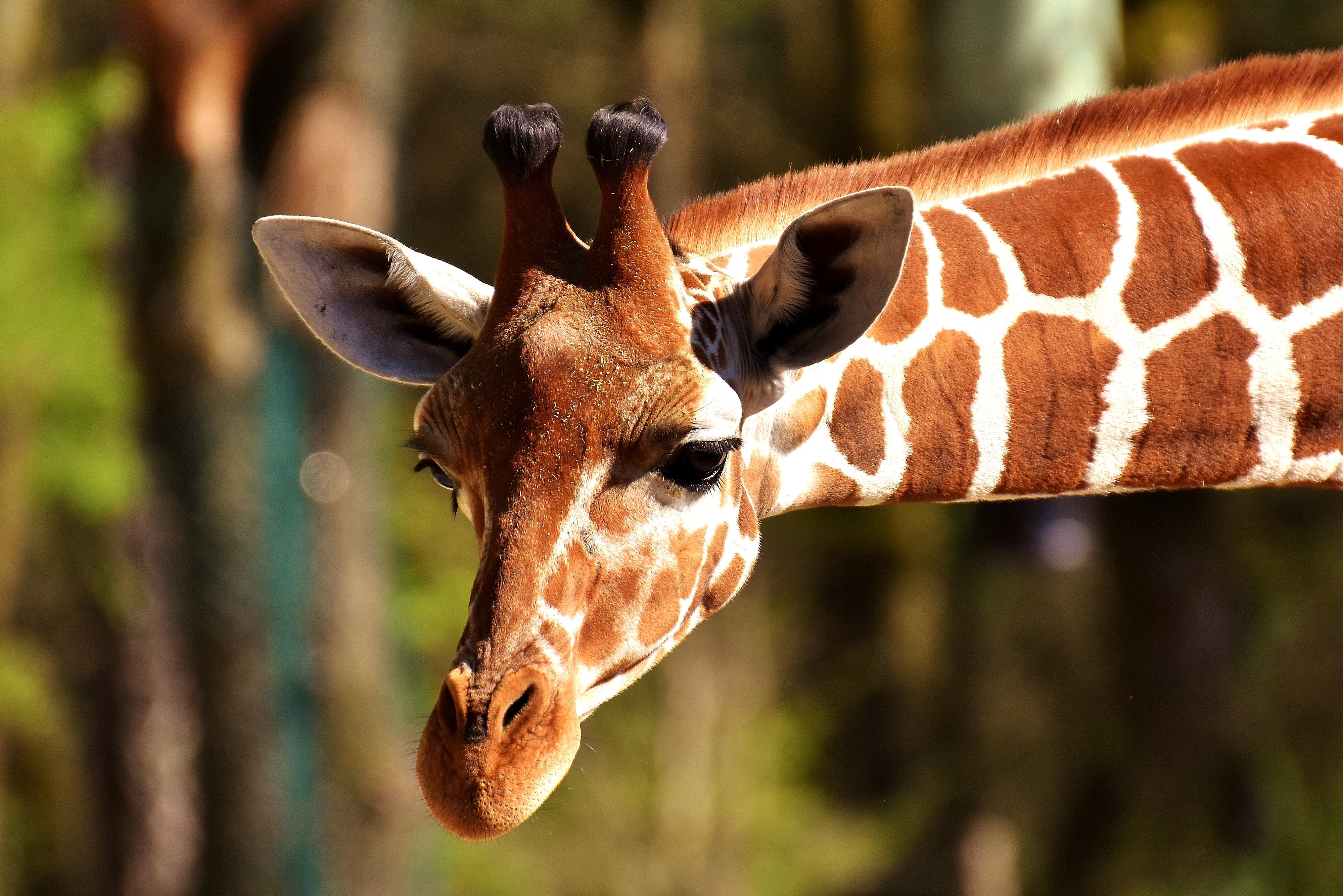 Closeup of a Giraffe's Head HD Wallpaper