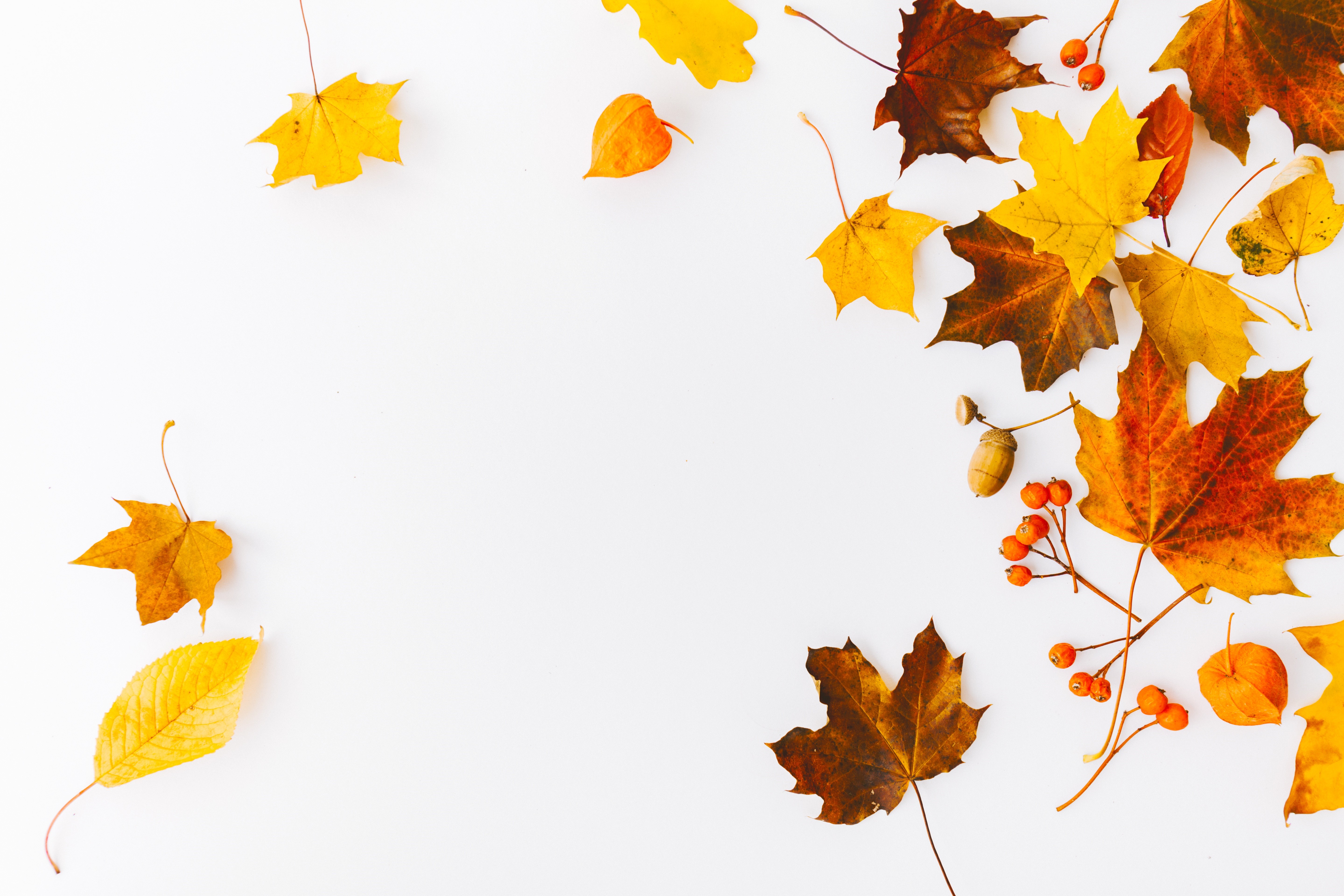 Autumn leaves and berries on white background HD Wallpaper