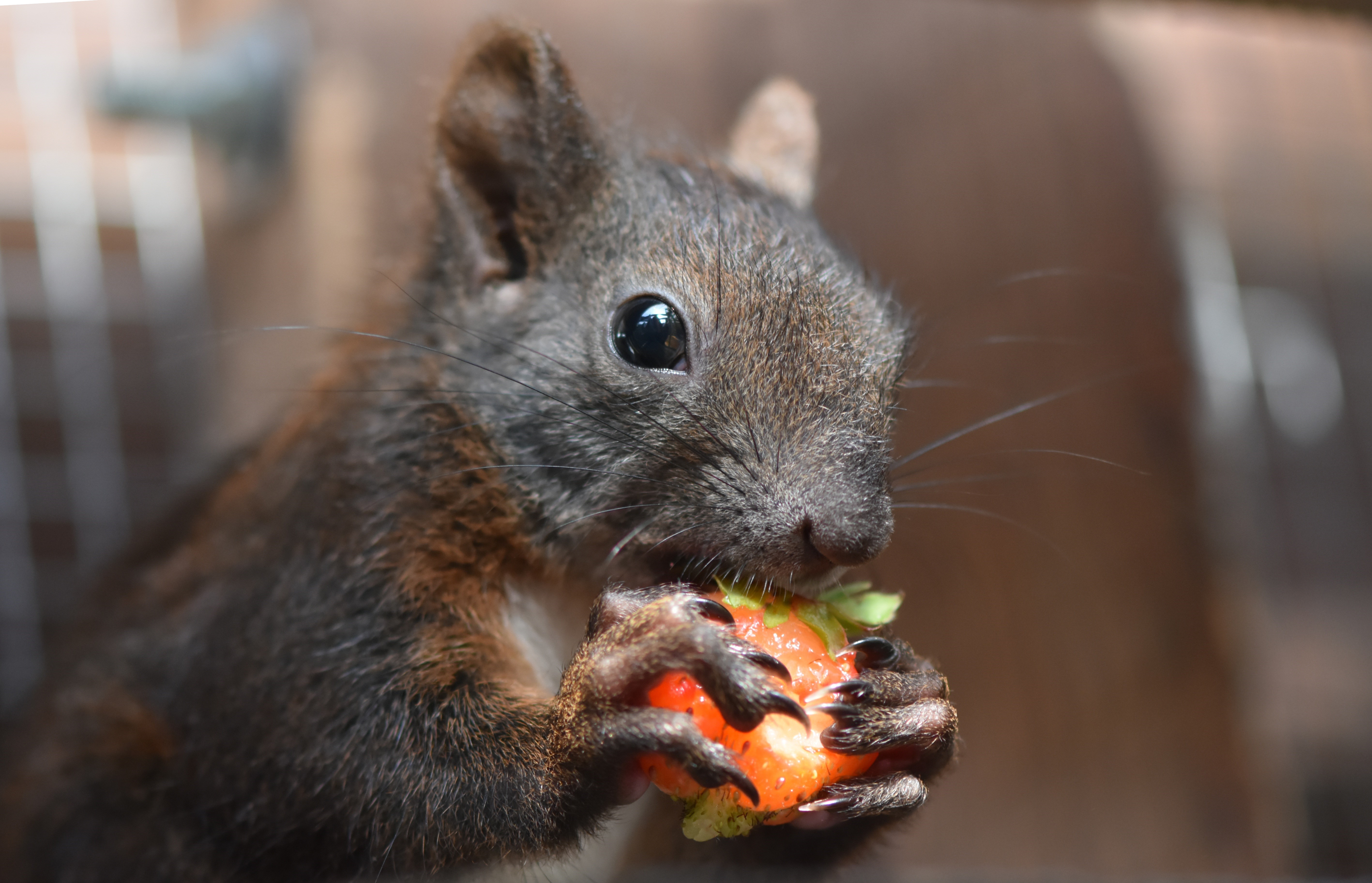 Squirrel eating a strawberry HD Wallpaper