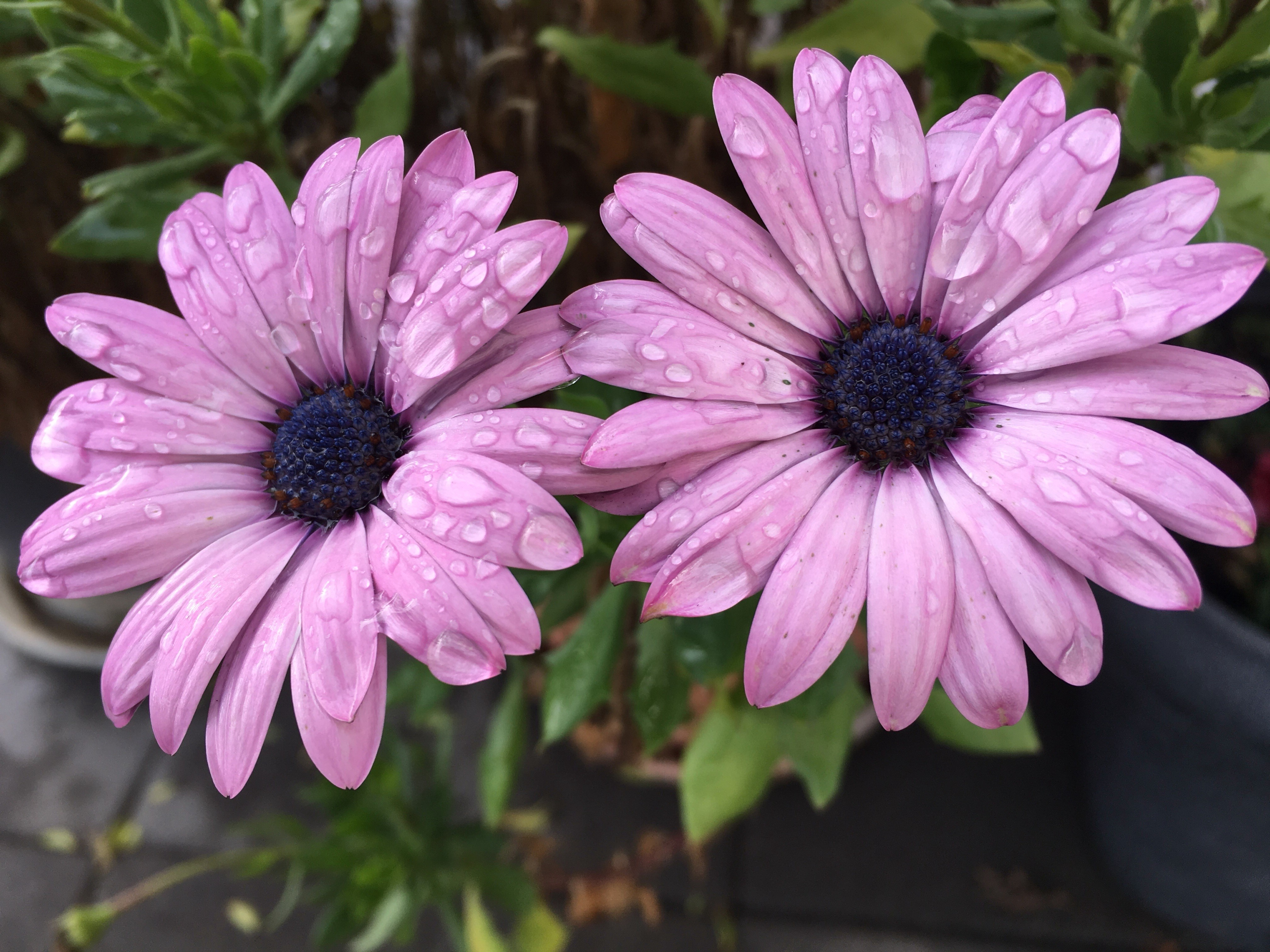 Two violet Osteospermum flowers with water drops HD Wallpaper