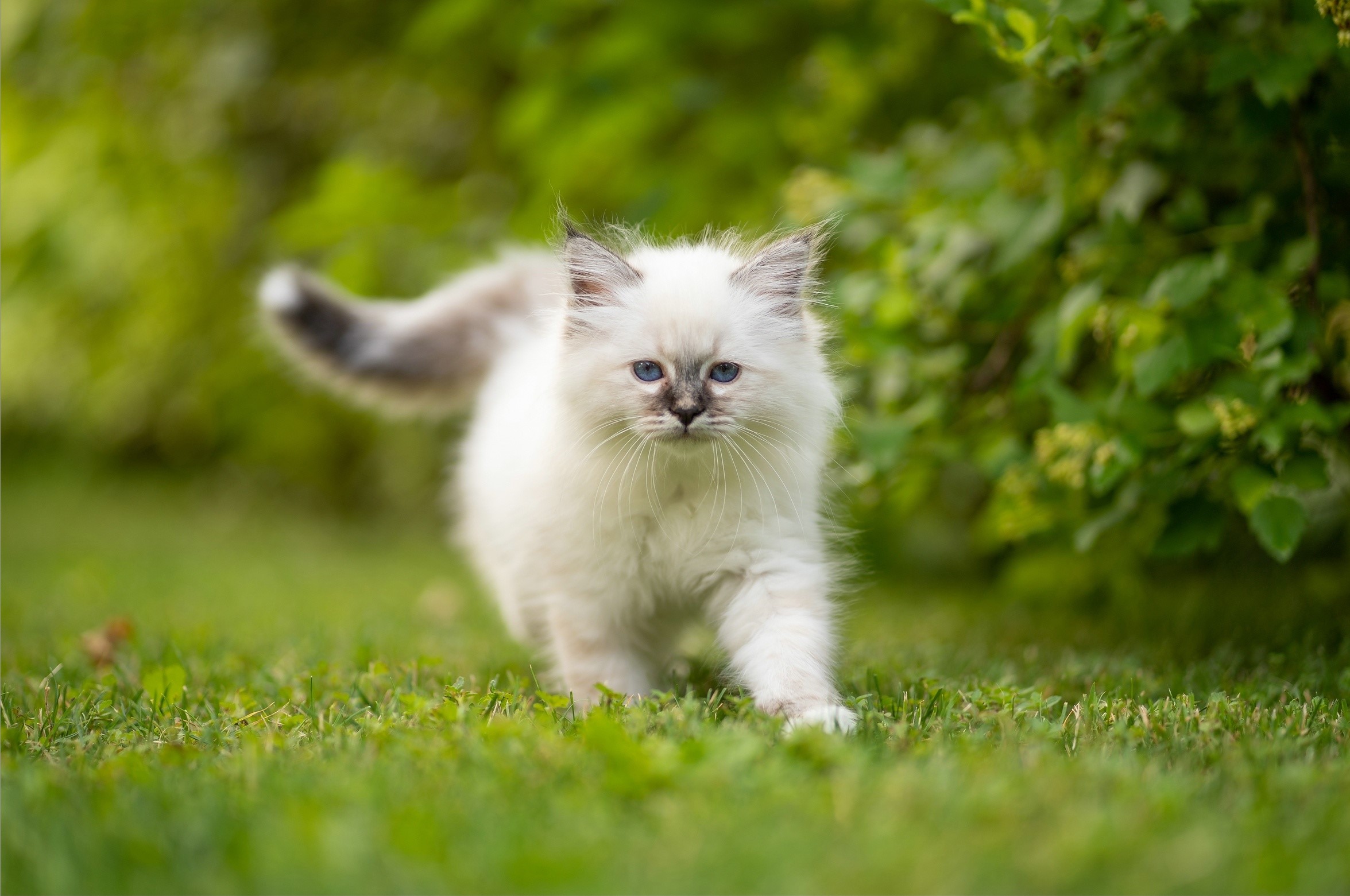 White Birman kitten walking on grass HD Wallpaper
