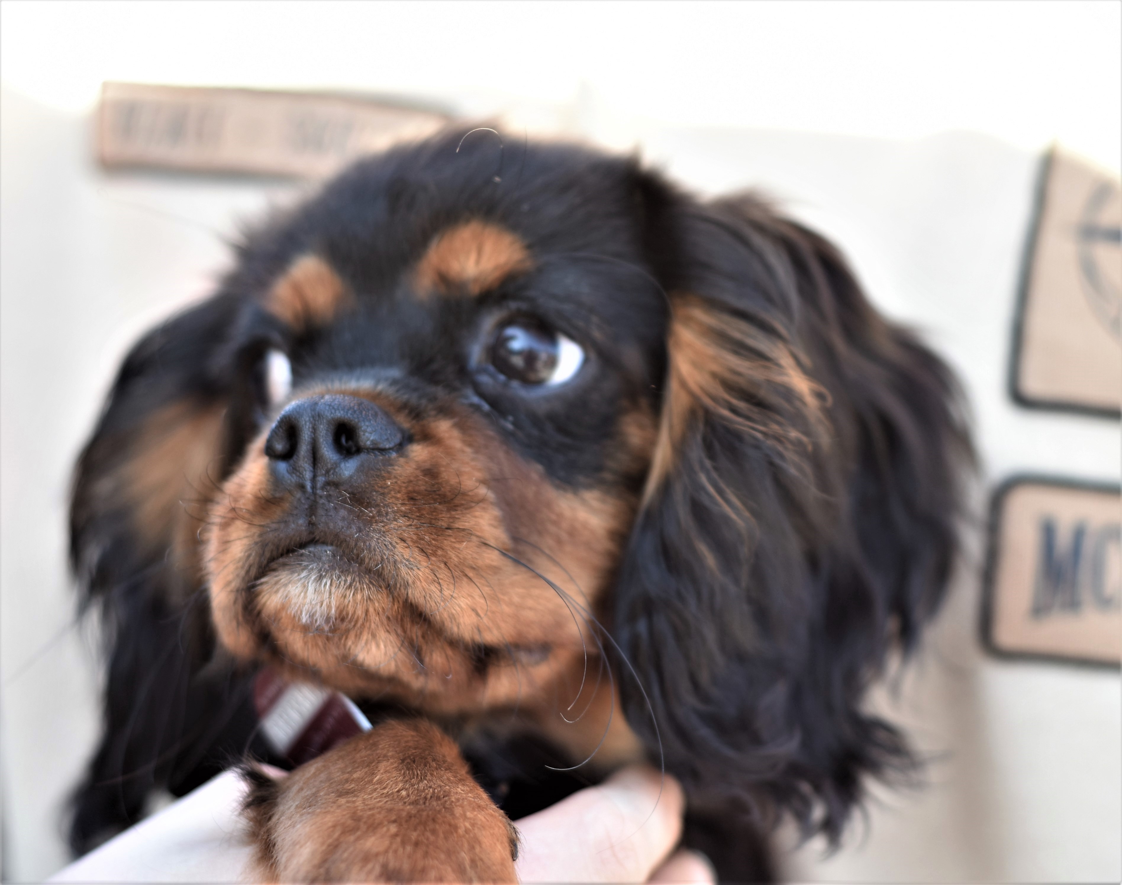 Closeup of a Cavalier King Charles Spaniel puppy HD Wallpaper